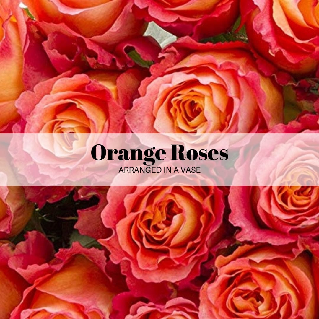 Orange Roses Vased  - Free Spirit garden rose is an absolute stunner with its numerous layers of soft ruffle-edges petals. The large bloom size (some up to 12 cm across) makes it a beautiful flower. It’s one of the most unique and amazing shapes and textures of any rose variety in the world. textures of any rose in the world. There’s simply no substitute for its numerous layers of ruffle-edged petals.  Standard: 12 Orange Free Spirit roses arranged with greenery in a 9-inch clear glass vase. Deluxe: Babies Breath ADDED- 12 Orange Free Spirit roses arranged with greenery in a 9-inch clear glass vase. Premium:24 Orange Free Spirit roses arranged with greenery &amp; babies breath in a 9.75-inch clear glass vase. 