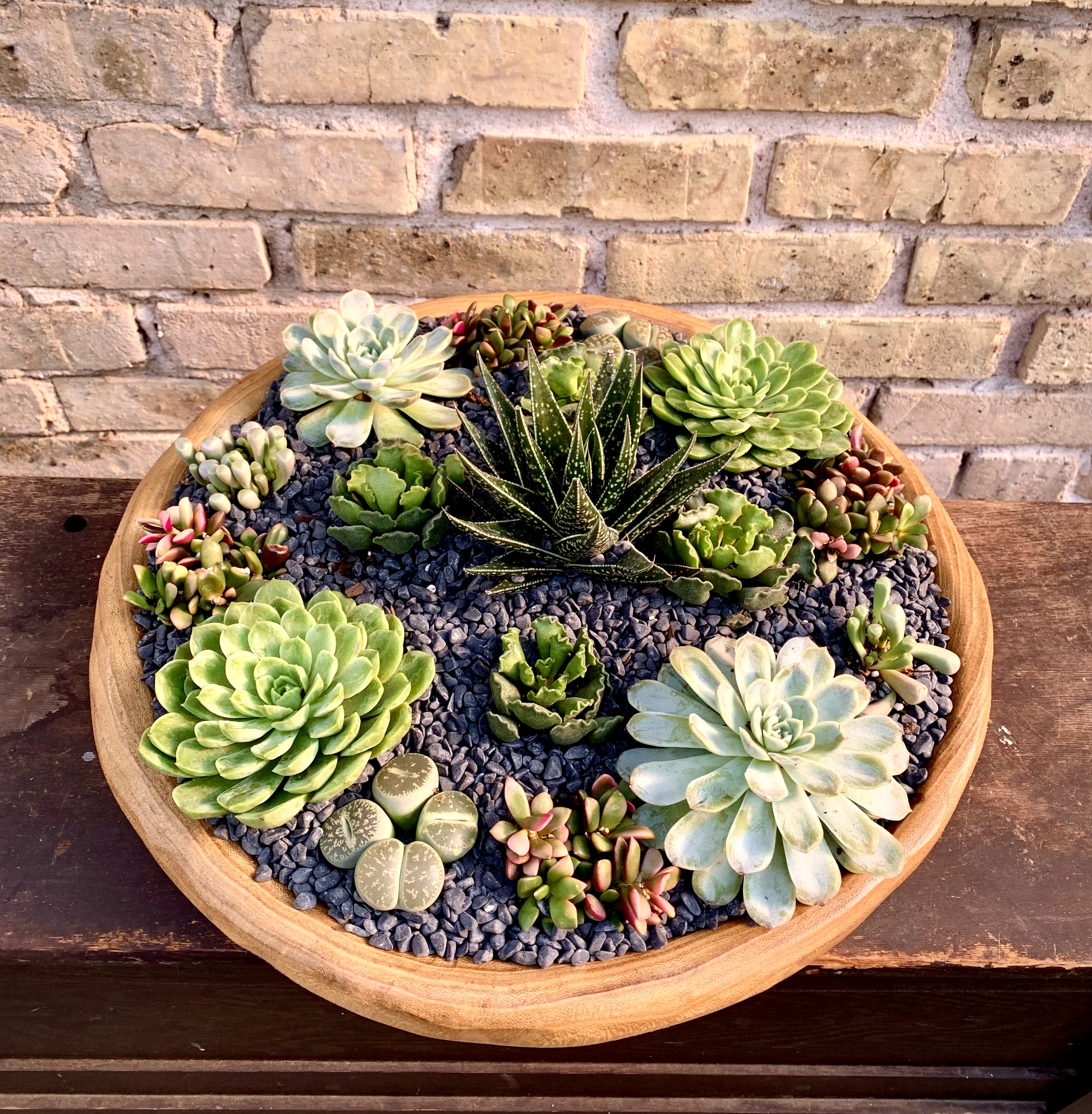 Canyon Trails - Let The Sun Shine in on This Beautiful Succulent Garden Designed  in a Round Wooden Container. (Plants may vary depending on availability)
