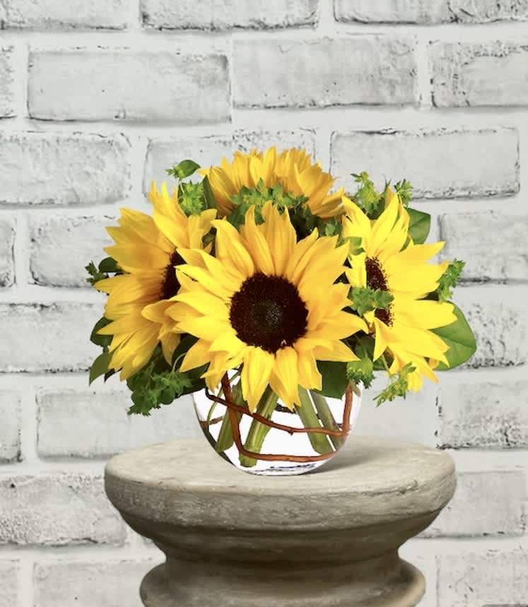 Sunny Sunflower T152-2A - Whoever receives this stunning bouquet is sure to be bowled over by its bold beauty! It's big on fun and big on flowers.  Sunflowers steal the show in this simple arrangement. Also featured: green bupleurum, salal leaves and a curly willow inside the glass bubble bowl.  Approximately 12" W x 10" H  Orientation: All-Around  As Shown : T152-2A Deluxe : T152-2B Premium : T152-2C