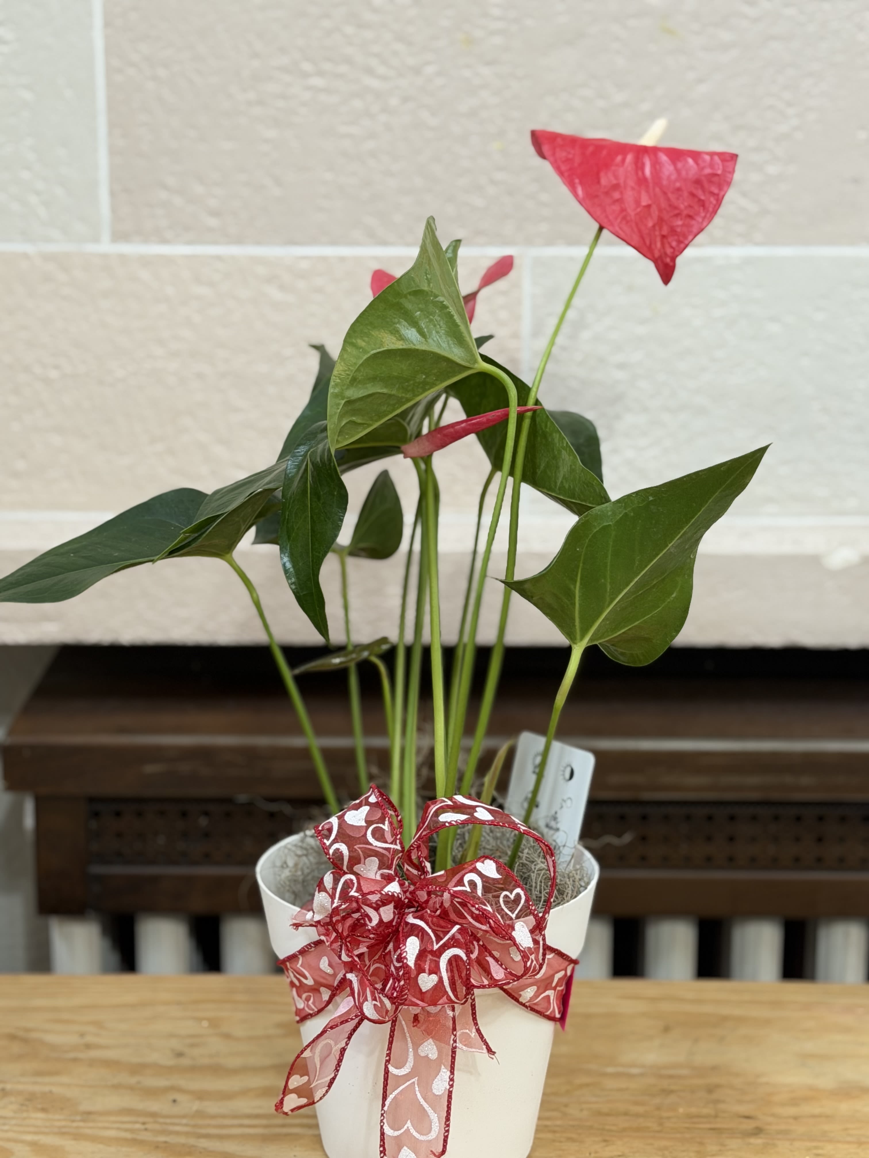 Anthurium Plant - A 6" anthurium in a white pot with a bow. 