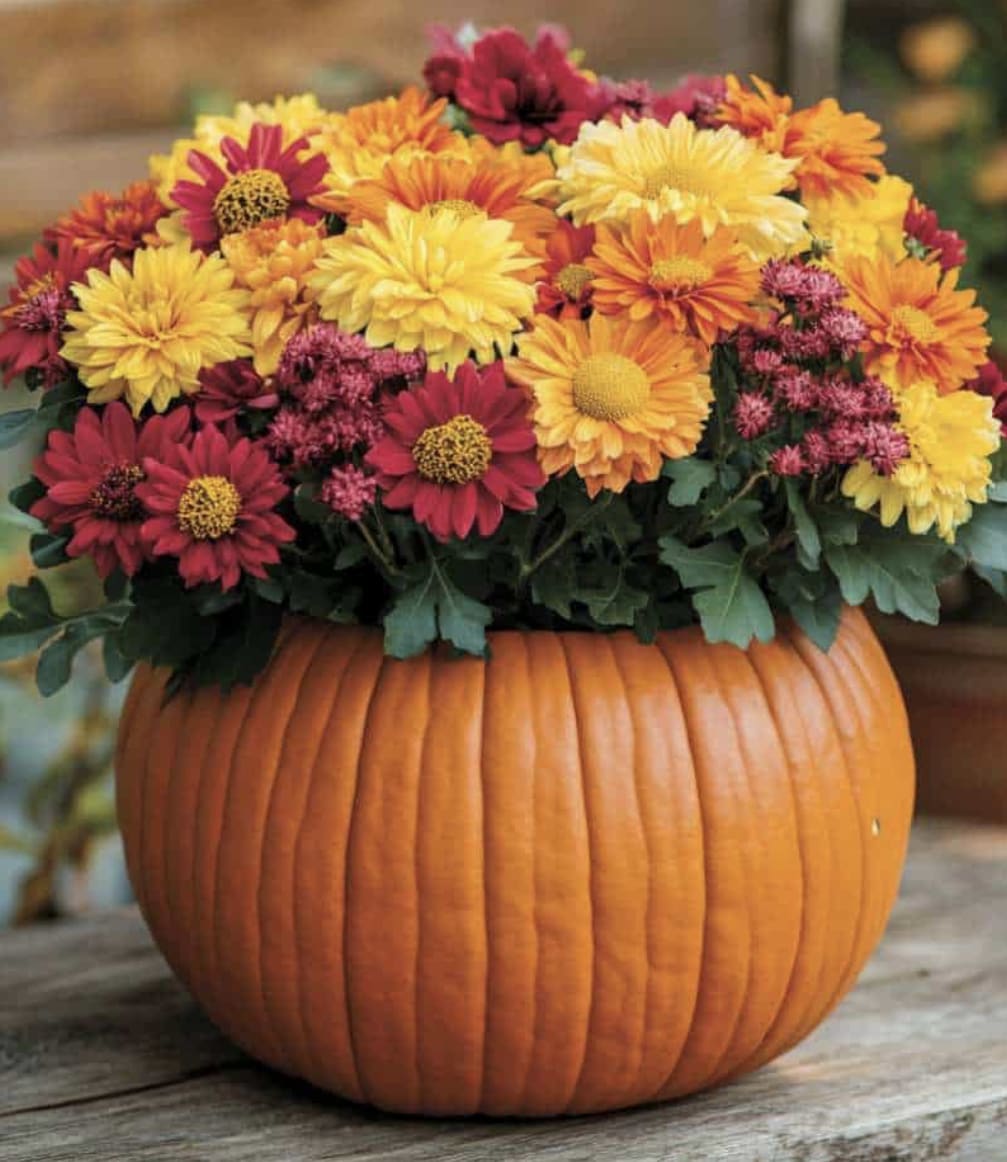 Thanksgiving Abundance - This classic pumpkin vase holds a lush collection of chrysanthemums in gold yellow, deep red, and warm orange. The rounded shape and full blooms create a look of harvest abundance, making in the perfect centerpiece for Thanksgiving gatherings. Its cheerful colors reflect the changing leaves and festive spirit of fall, while the pumpkin adds a rustic, cozy touch. This design brings warmth, gratitude, and seasonal beauty to any home. 