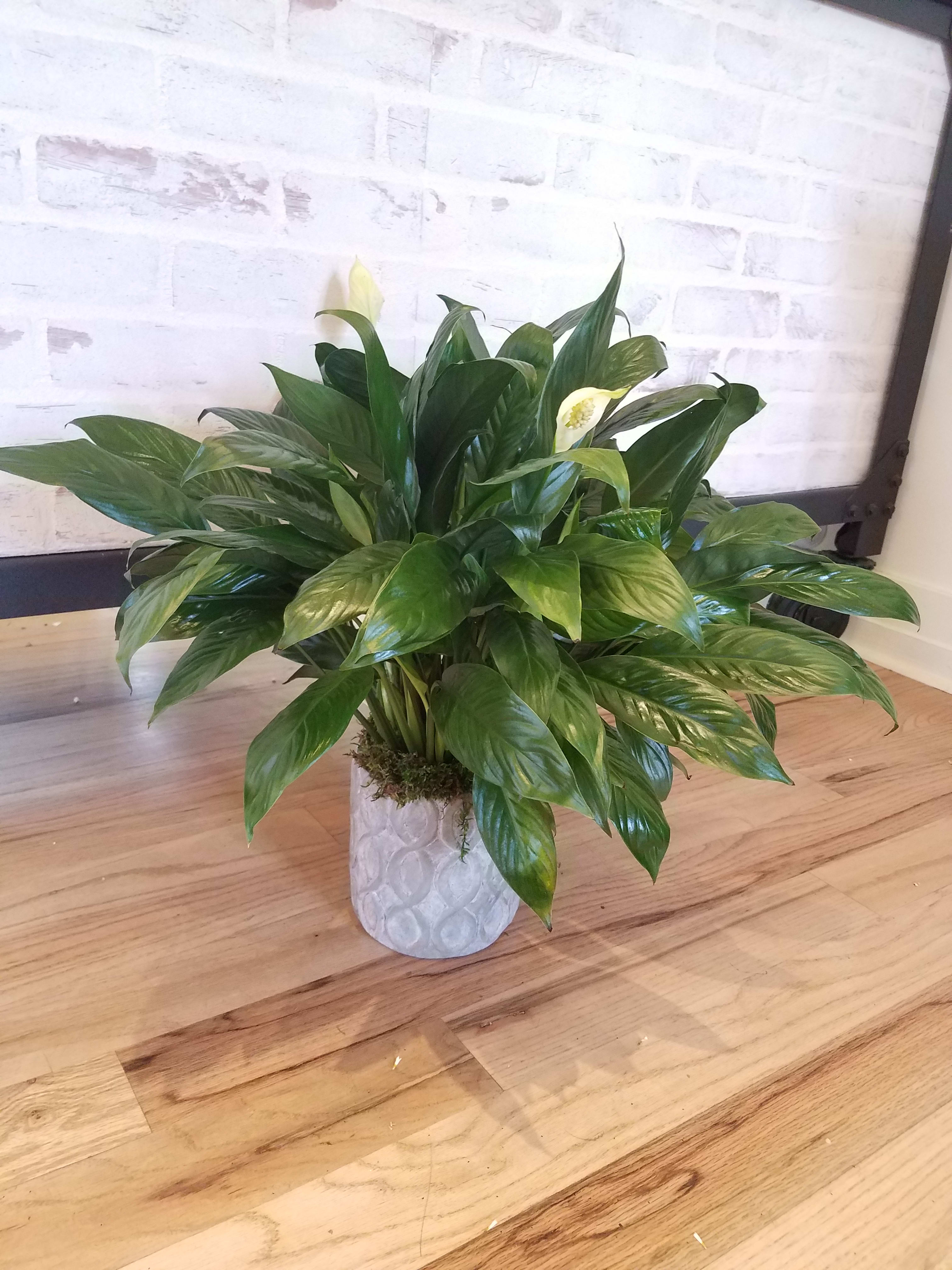 Potted Peace Lily Plant - Send thoughts of peace and tranquility with our beautiful Peace Lily planter. Freshly planted. Finished off with decorative moss. 