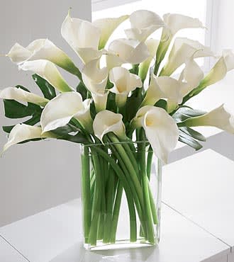 Simplicity Luxury Calla Lily Bouquet  - Picked fresh from the farm to bring peace and serene simplicity to your special recipient's day with the beauty and sophistication of our gorgeous white calla lilies, this luxury bouquet is sure to please. Hand gathered at select floral farms and conceived for the recipient with modern sensibilities, this stunning bouquet exudes a quiet charm situated in a premium clear glass rectangular vase to help express your every emotion in honor of an engagement, as a thank you offering, or to convey your deepest sympathies.  F974