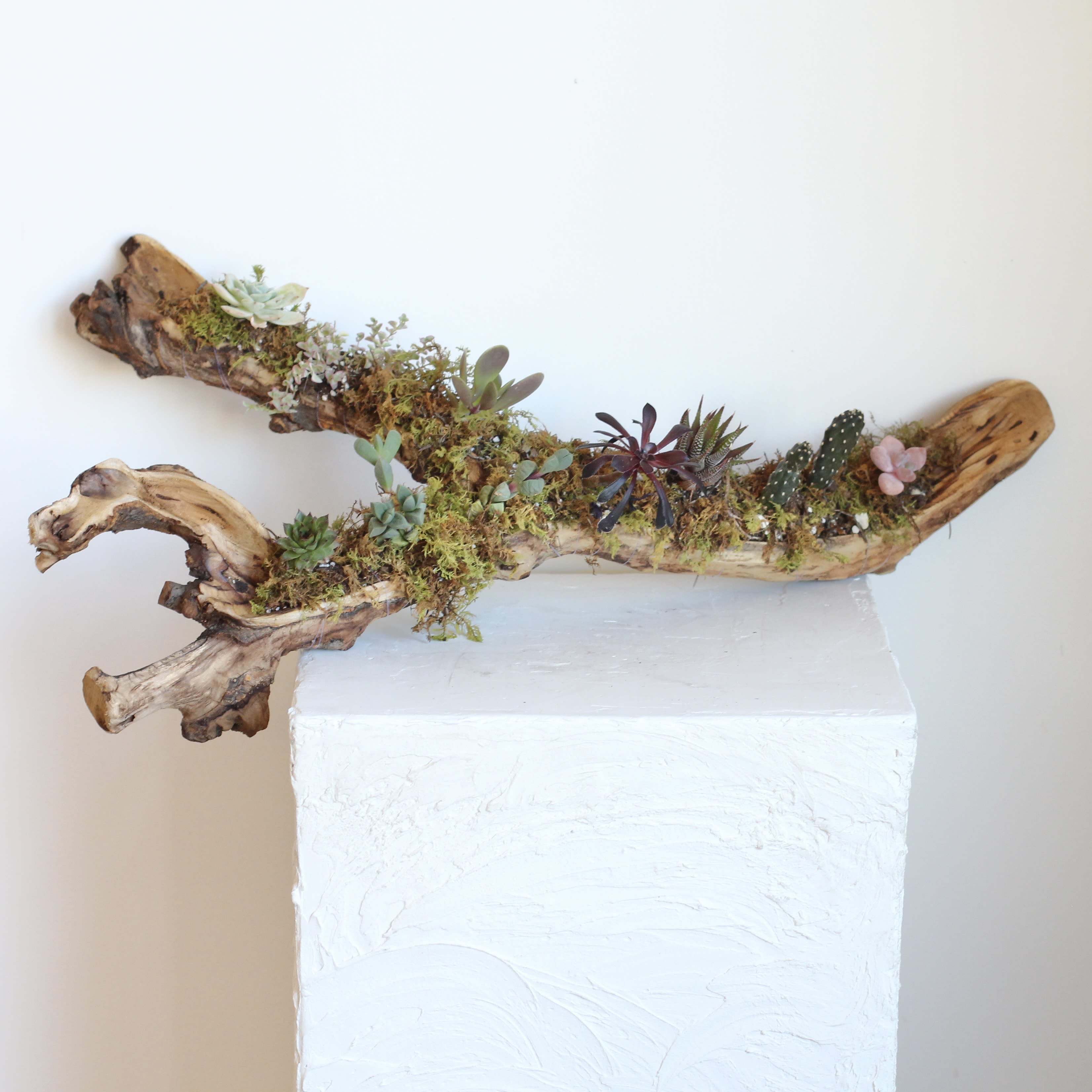 Deluxe Succulent Centerpiece - Bring a touch of nature into your home with our stunning Succulent Centerpiece! Perfectly planted in a piece of driftwood, this beautiful arrangement combines the charm of succulents with a rustic, eco-friendly design. Not only does it make a fabulous focal point for any room, but it also reflects a commitment to sustainability. This piece is the perfect size for a coffee table or to be used as a table centerpiece. APPX. 2 FT long