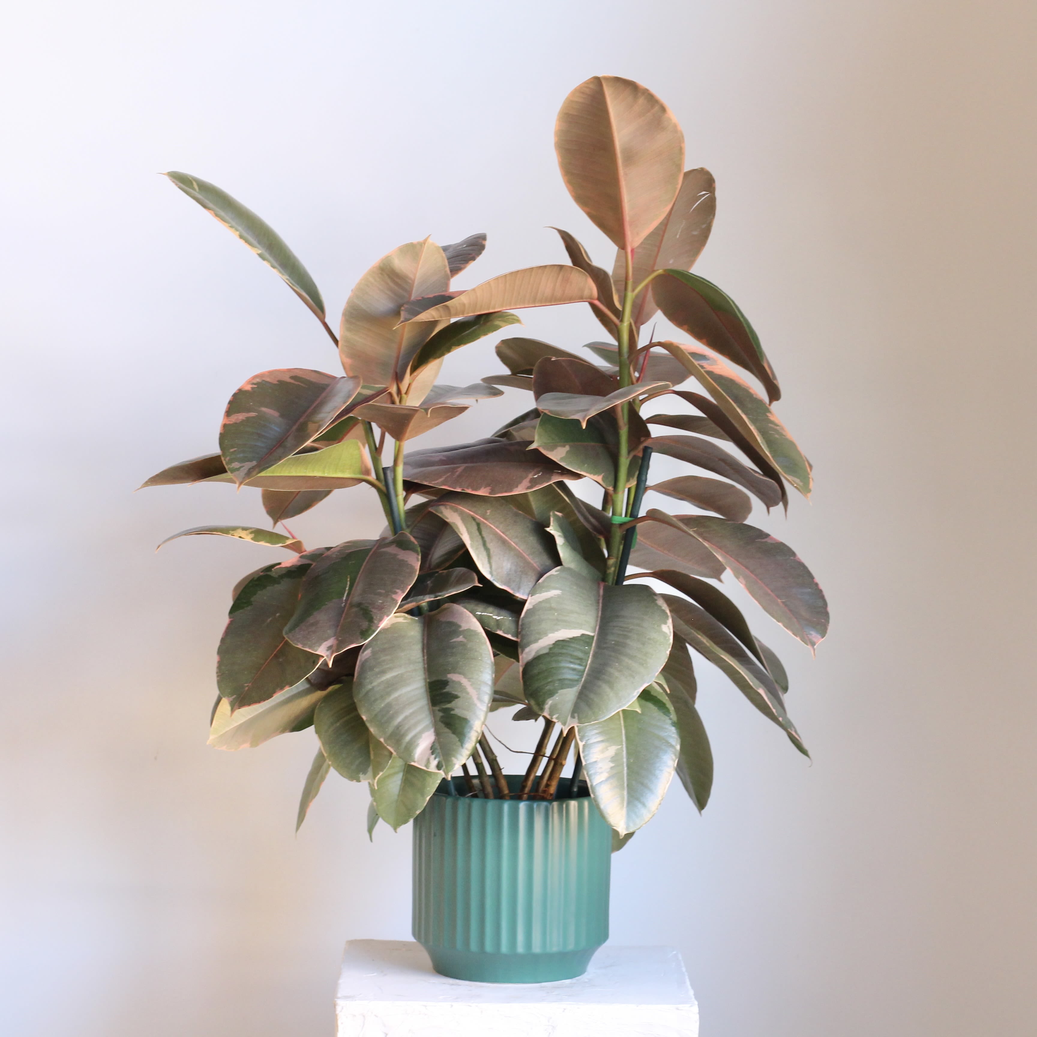2.5 ft Variegated Rubber Tree - Fresh and statement making, this Variegated Rubber Tree features broad, glossy leaves marbled with blush tones. Styled in a green fluted pot, it brings a refined pop of color and texture to any space. Easy to care for and full of presence, it’s perfect for adding height, brightness, and modern greenery to your home or office.