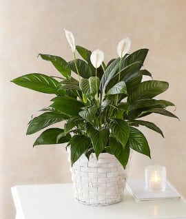 6" Peace Lily in basket - Bring lasting comfort and natural beauty into any space with this elegant peace lily plant. With its deep green leaves and graceful white blooms, it's a meaningful gift for expressing sympathy, celebrating new beginnings, or simply brightening someone's day. Easy to care for and known for its air-purifying qualities, it's ideal for homes, offices, or memorials.   A silk bow will be added.  Basket color may vary.
