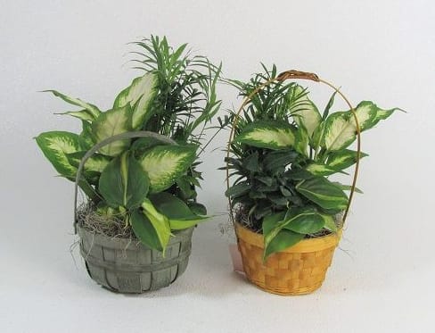 6" Dish Garden - Who says you need to go outside to enjoy the natural beauty of a green landscape? Our classic dish garden is hand-designed with a lush variety of fresh plants to spruce up any indoor space. Set in a charming wicker basket, it’s a thoughtful gift for birthdays, housewarmings or any day you want to send a smile.