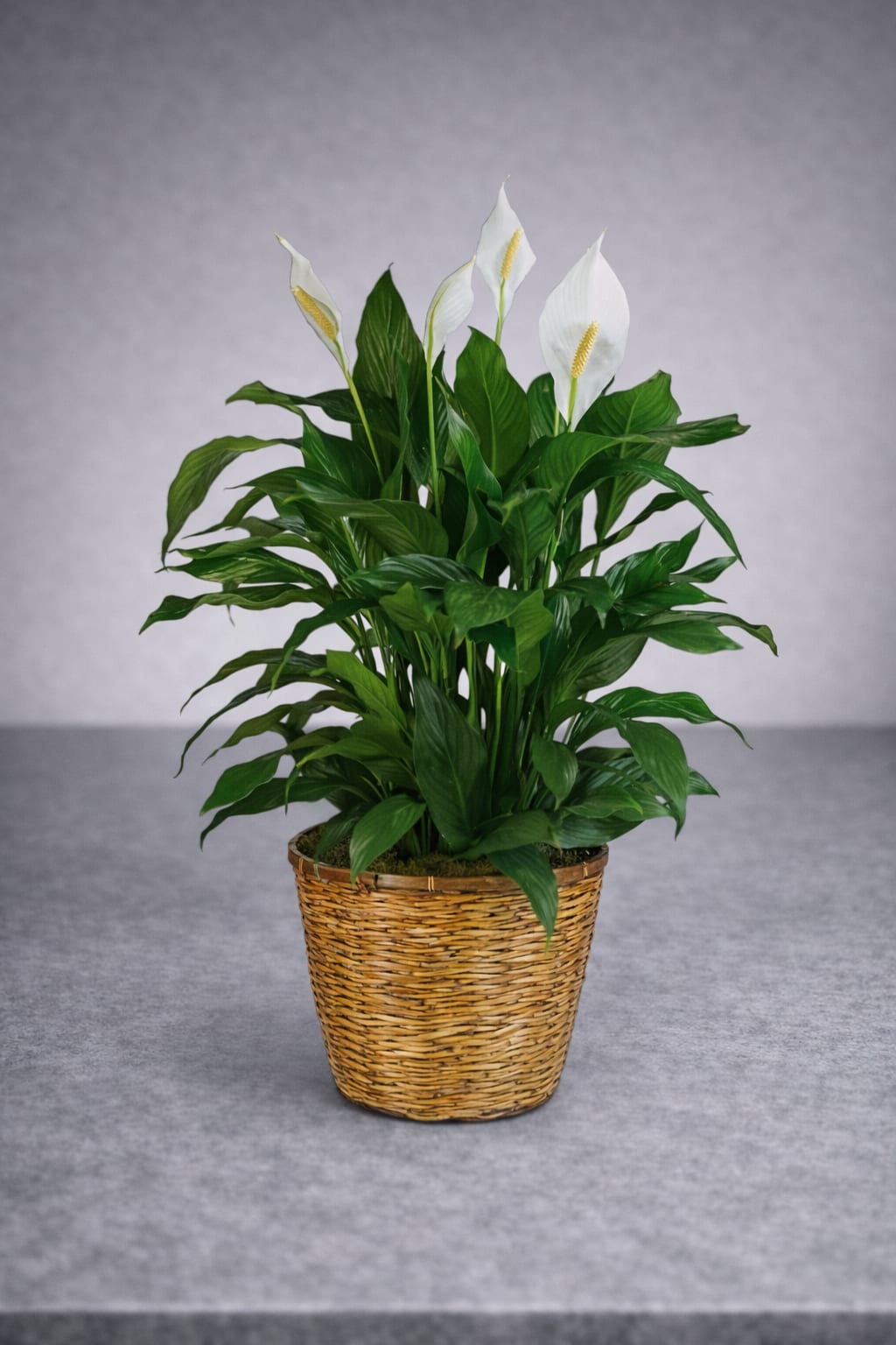 6" Peace Lily in Basket - Bouquet will be delivered approximately as pictured. 