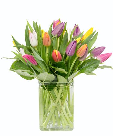 Cube of Tulips - A mix of novelty tulips in shades of pink, white, purple designed in a clear vase. 