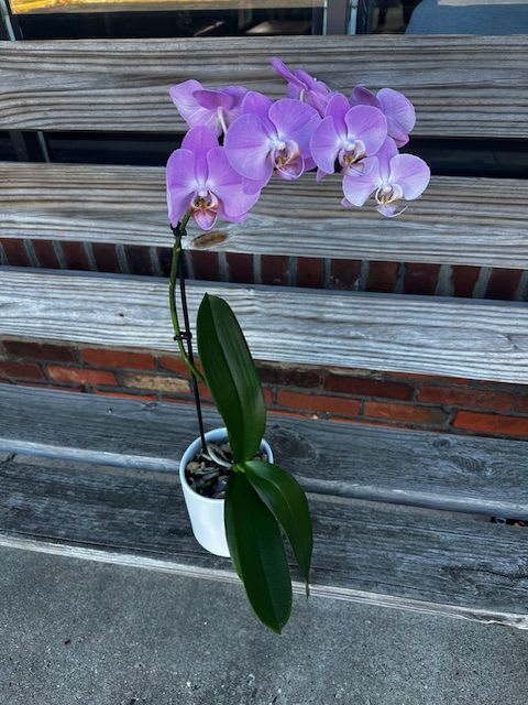 Orchid Plant - One perfect potted phalaenopsis orchid plant in a ceramic pot. Our designers will choose from lavender, pink, green, or white. This low-maintenance, long-lasting and exotic gift will create quite an impression!