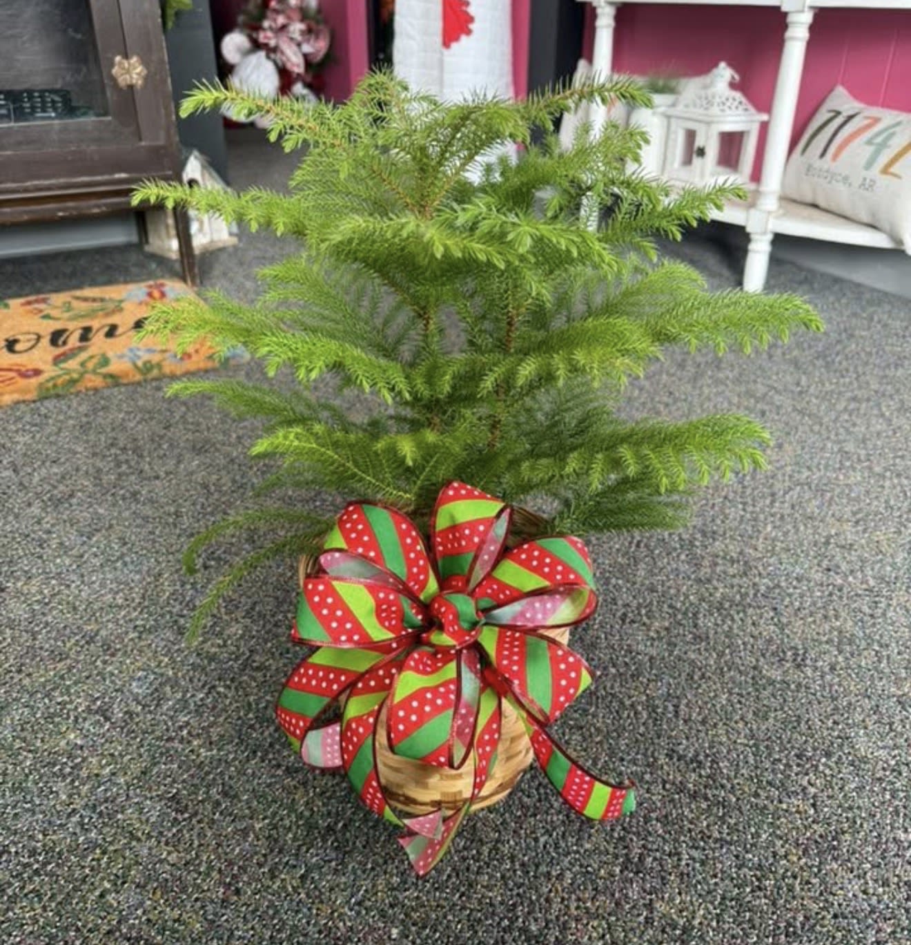 6” Norfolk Pine — Green Plant - A timeless holiday favorite, the Norfolk Island Pine features soft, feathery branches and a naturally festive shape. Ideal as a tabletop Christmas tree or seasonal décor, this live green plant makes a thoughtful gift that lasts beyond the holidays. Display it as-is or decorate lightly with ornaments and lights, then enjoy it year-round as a beautiful houseplant