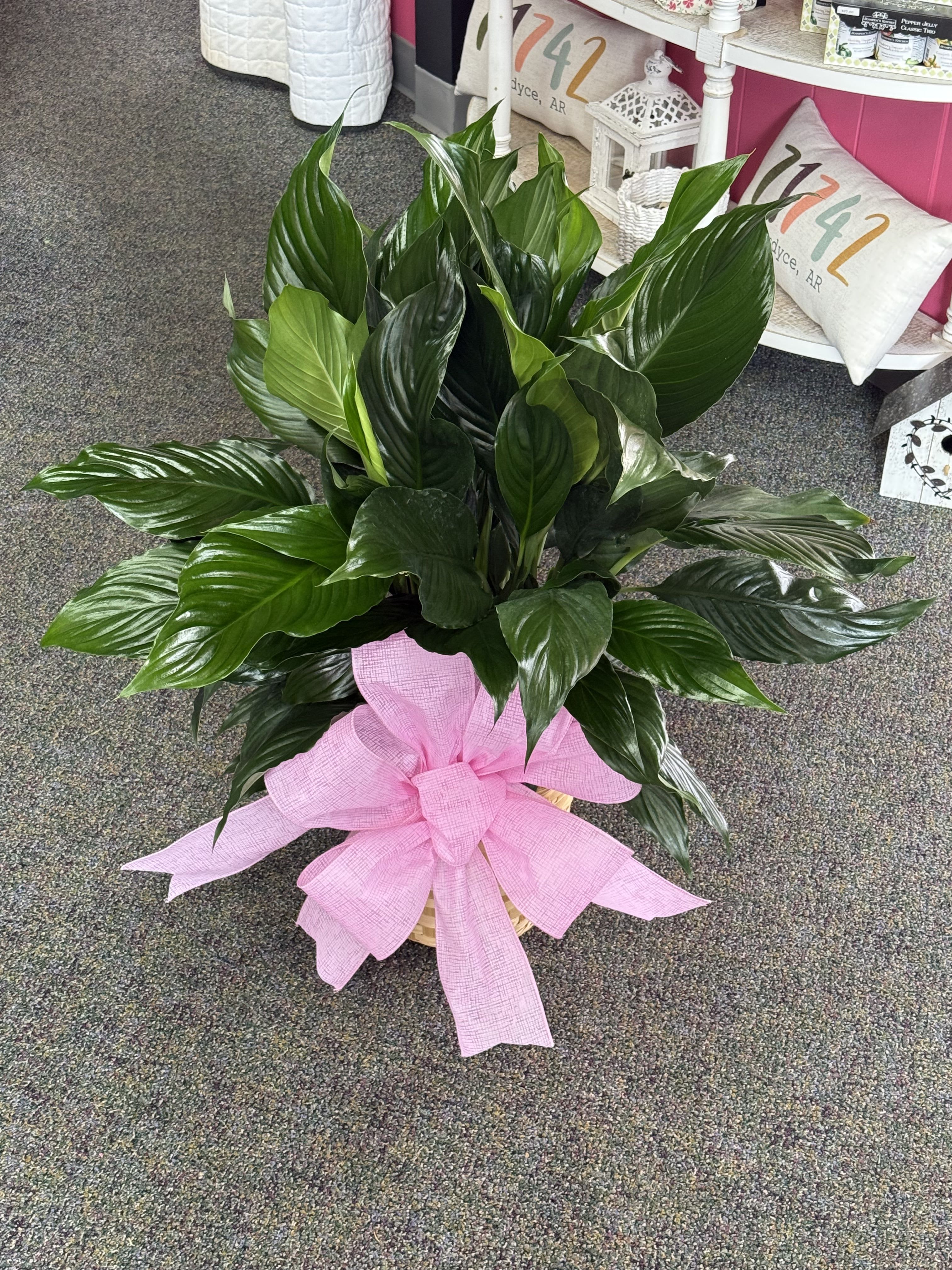 8" Peace Lily -- Green Plant - 8" Peace Lily