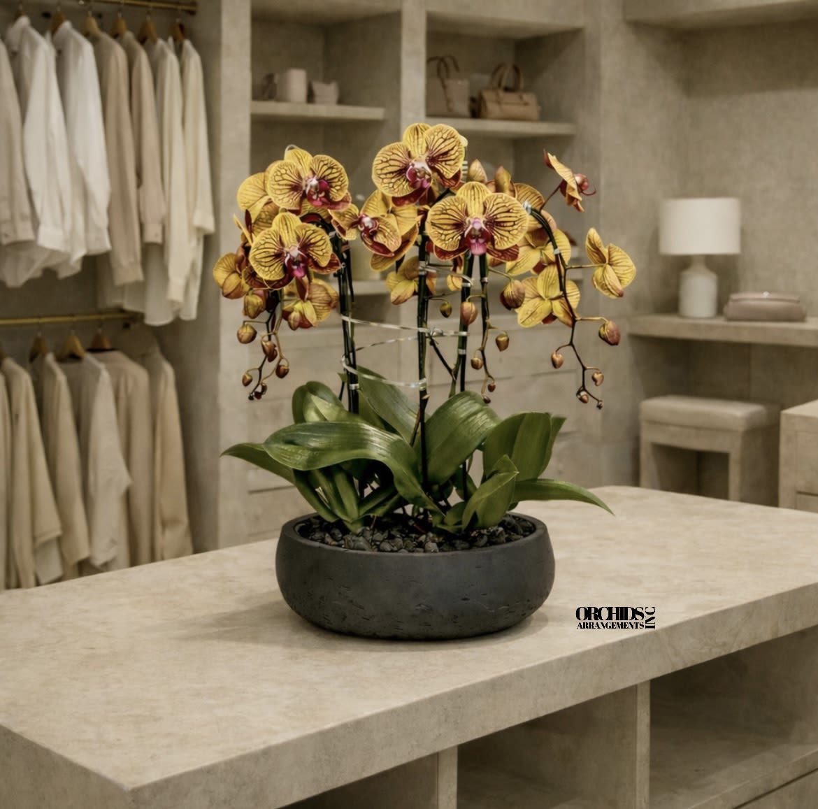 Phalaenopsis Peach Orchids Same Day - A high quality Five peach orchids arrangement with a vase 12.5" D X 5" T. An orchids arrangement deliver for any occasion design with fresh natural real beautiful Phalaenopsis cascade orchids plants.