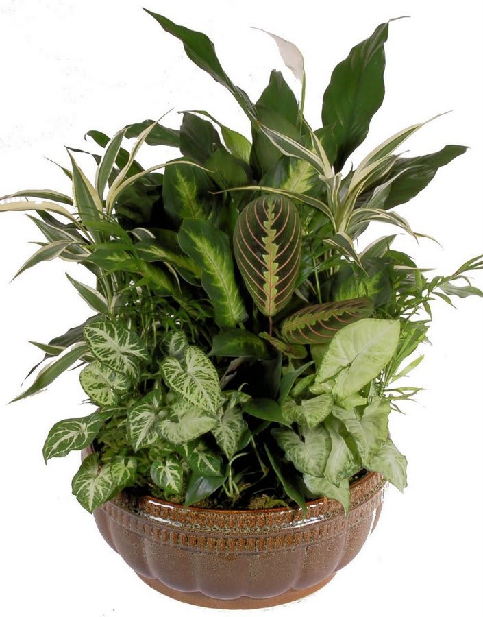 Dish Garden  - Assorted plants in a container