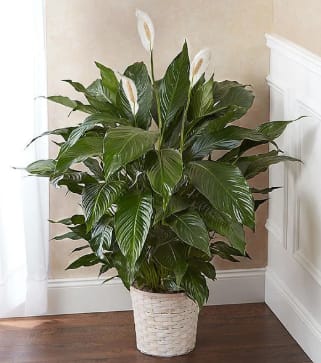 Modern Spathiphyllum Plant by BloomNation™ - 8 to 10" tall reaching spathiphyllum plant, also known as a peace lily, set in a modern planter. Peace Lily's are easy to grow and are known for their air toxin removing properties. Peace lilies symbolize peace, purity, and tranquility. Send a gift that they can enjoy all year. Dressed with ribbon.
