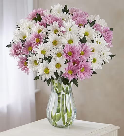 Lovely Daisies  - Beautiful arrangement featuring two colors of cheerful chrysanthemum daisies. Perfect for get well soon, Birthday, congratulations or just because flower delivery to someone special. Pair it with premium chocolates, balloons and a cute teddy bear for an ultimate bundle.