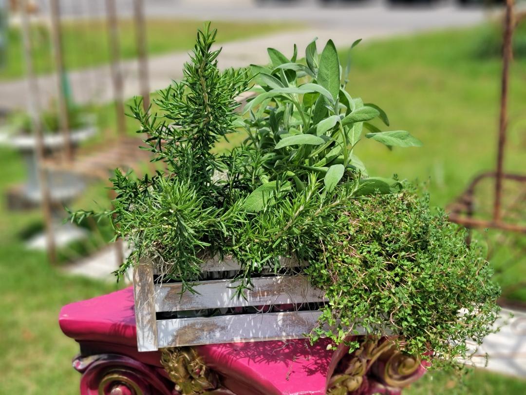 Herb Basket - A Basket With A Variety Of Fresh Herbs Together In A Basket.