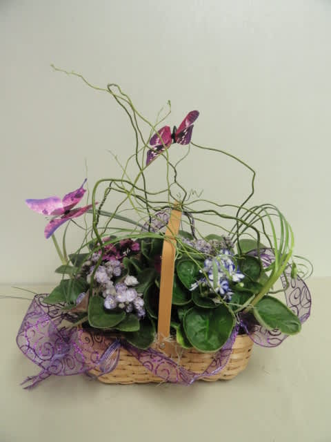 Butterfly Love - African Violets in a basket decorated with butterflies.