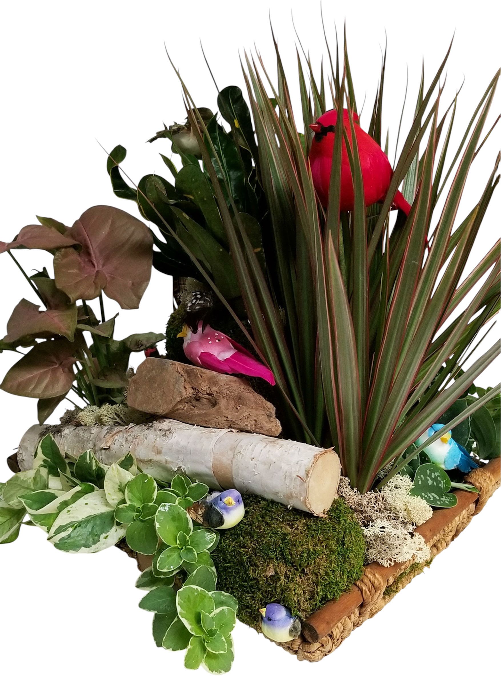 Bird's Eye View - This dish garden will never be identical to the one before it. Let our designers create a unique dish garden accented by sweet little birds.