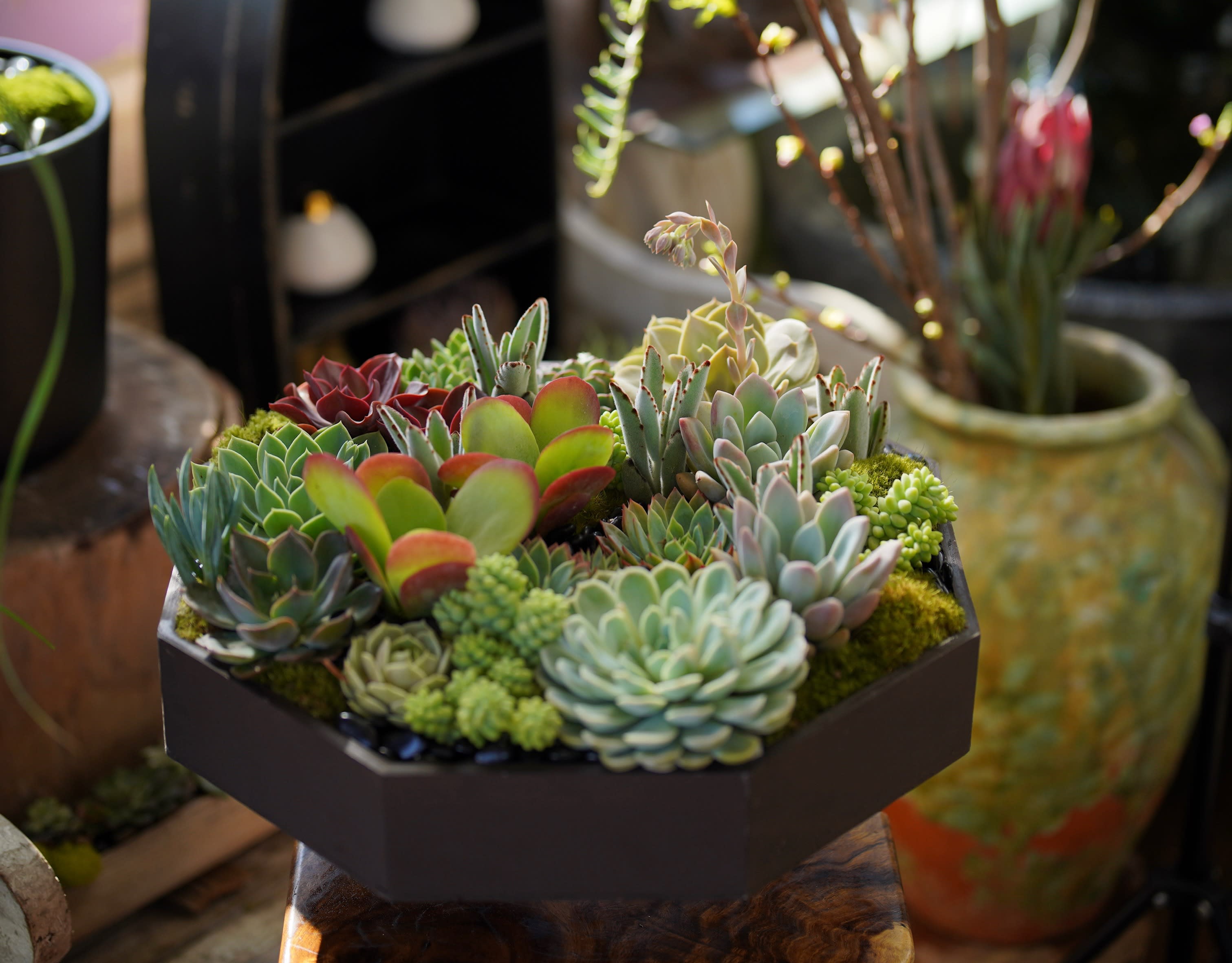 Garden Succulents - Different types of Succulents in wood container (Size 17" x 17")