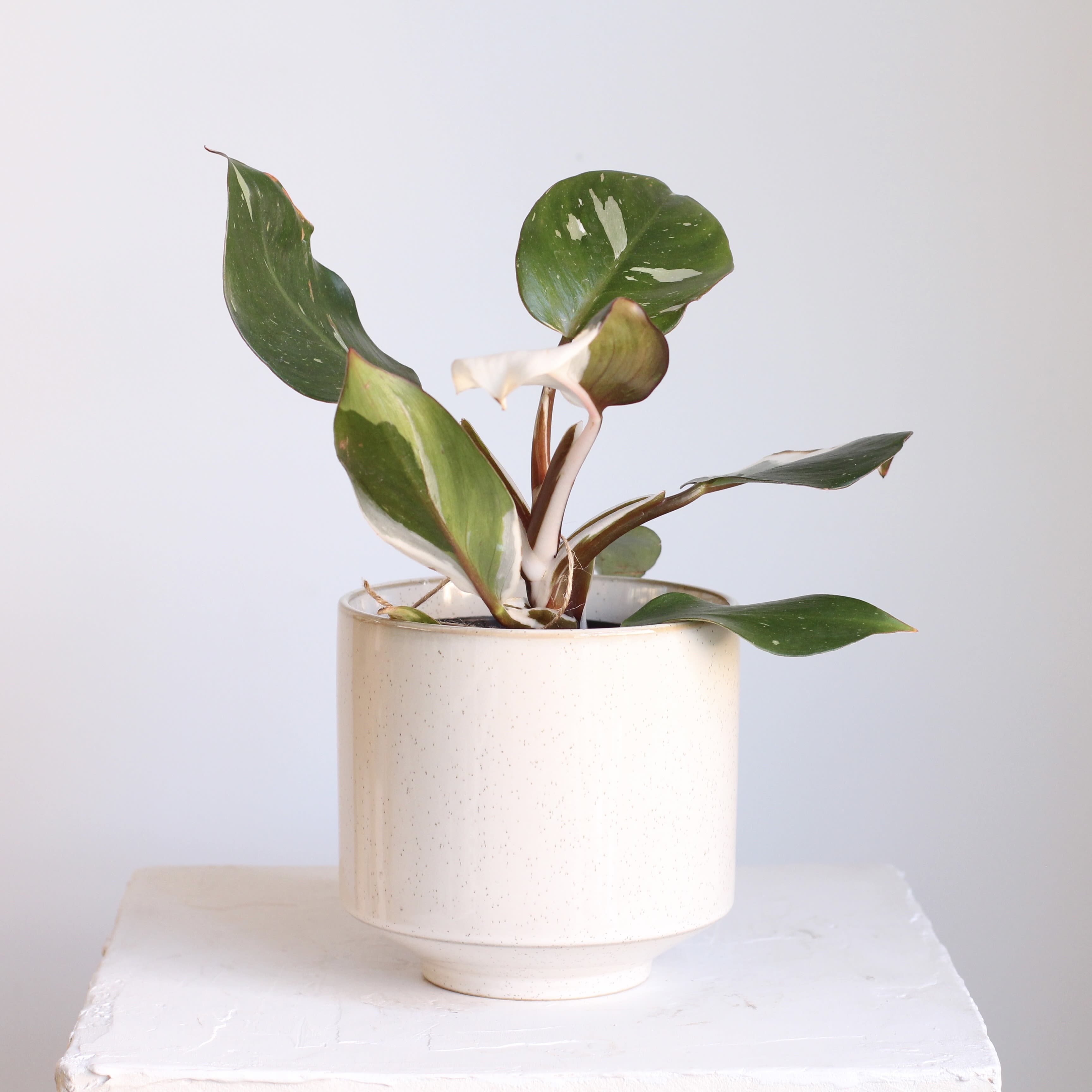 White Knight Philodendron - Meet the stunning White Knight Philodendron, prized for its naturally striking white variegation against deep green leaves. A true statement piece, it brings bold contrast and refined beauty to any indoor space. Thriving in bright, indirect light to maintain its bold white variegation. It’s a standout addition to any plant collection.