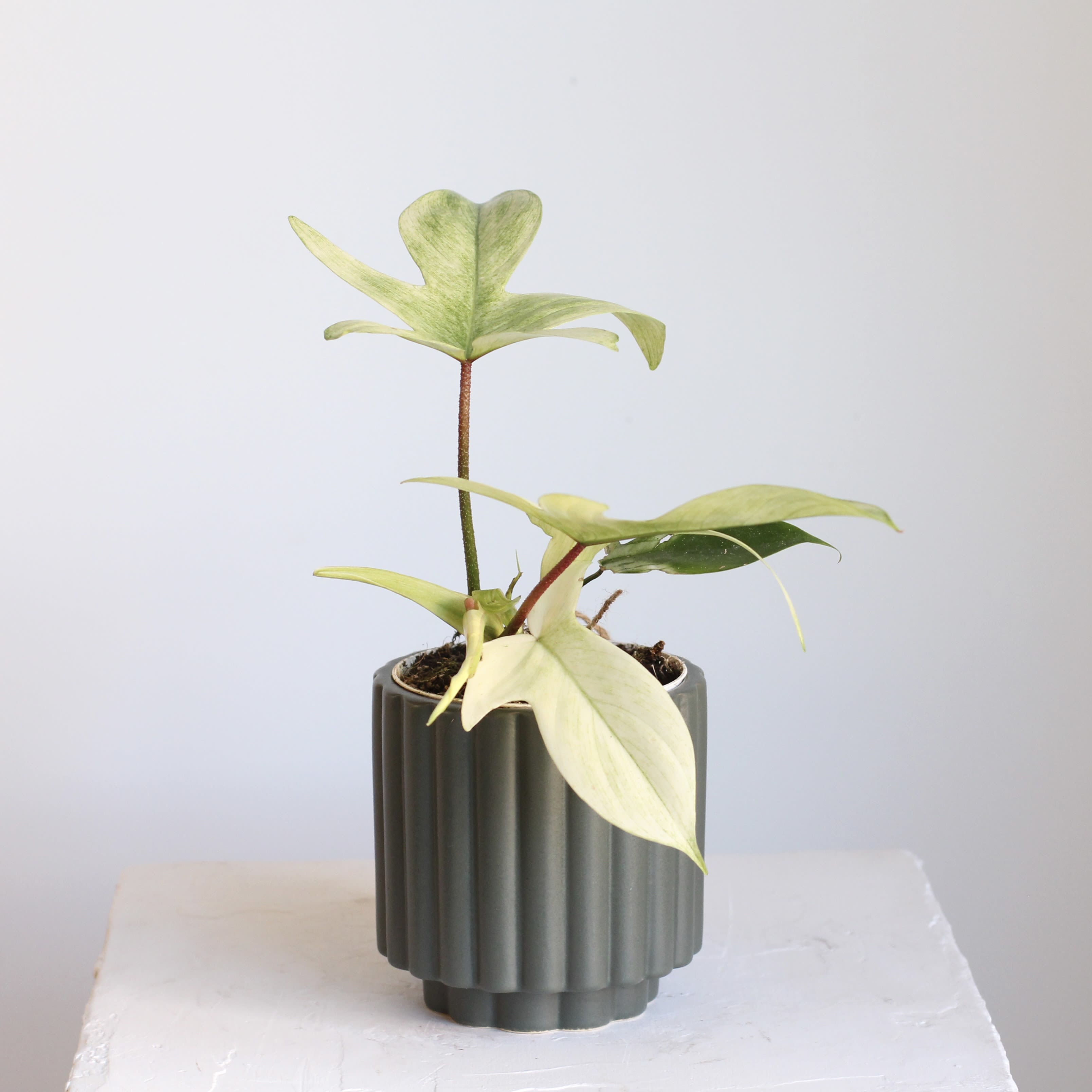 Philodendron Florida Ghost - Meet the Philodendron Florida Ghost, prized for its uniquely shaped leaves that emerge a soft, creamy white before gradually deepening to green. Its ever changing foliage makes it a living work of art and a true collector’s favorite. Easy to grow and full of personality, it adds an effortlessly cool touch to any plant lineup.