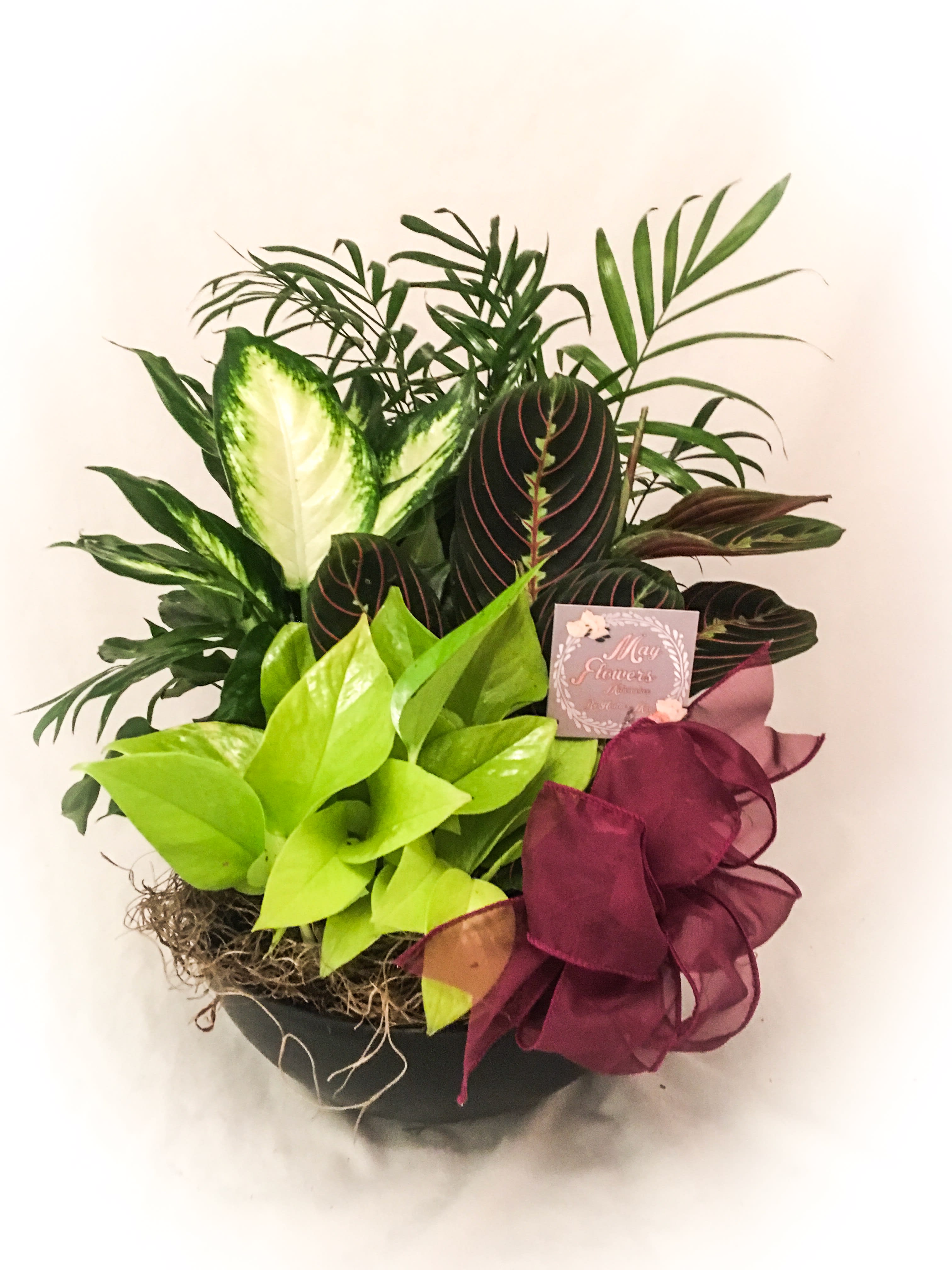 Tropical Dish Garden  - Send long lasting love! Our tropical mix of plants will have them enamored with your thoughtfulness.