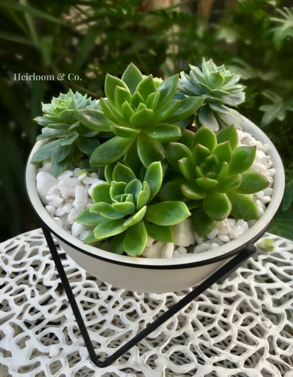 Concentrate - Tabletop Hairpin Plant Stand with a White Planter, featuring a black frame holding a contrasting white container.  Dimensions: 7.6 x 7.6 x 5 inches  vibe - modern and minimal / professional and soothing