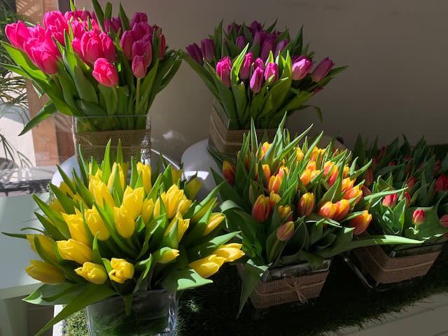 TULIP - DUTCH - TULIPS - Beautiful Fresh Tulips from Holland, about 38-40 packed in a 5X5 Glass Cube Vase  - Just PICK A COLOR and we will do the rest  !!!! ( If no color chosen we will decide) Yellow - White - Orange  - Red , Standing about 10 inches tall and wide
