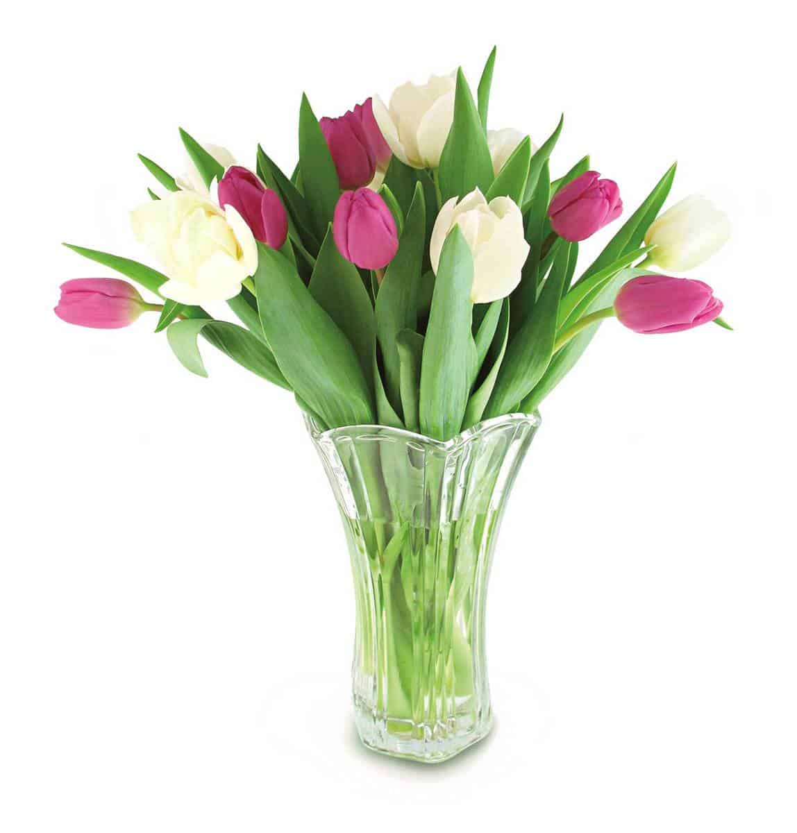 Spring Tulips - 12 tulips arranged in a vase-colors may vary(can specify-availability) beautiful clear glass vase with fresh tulips