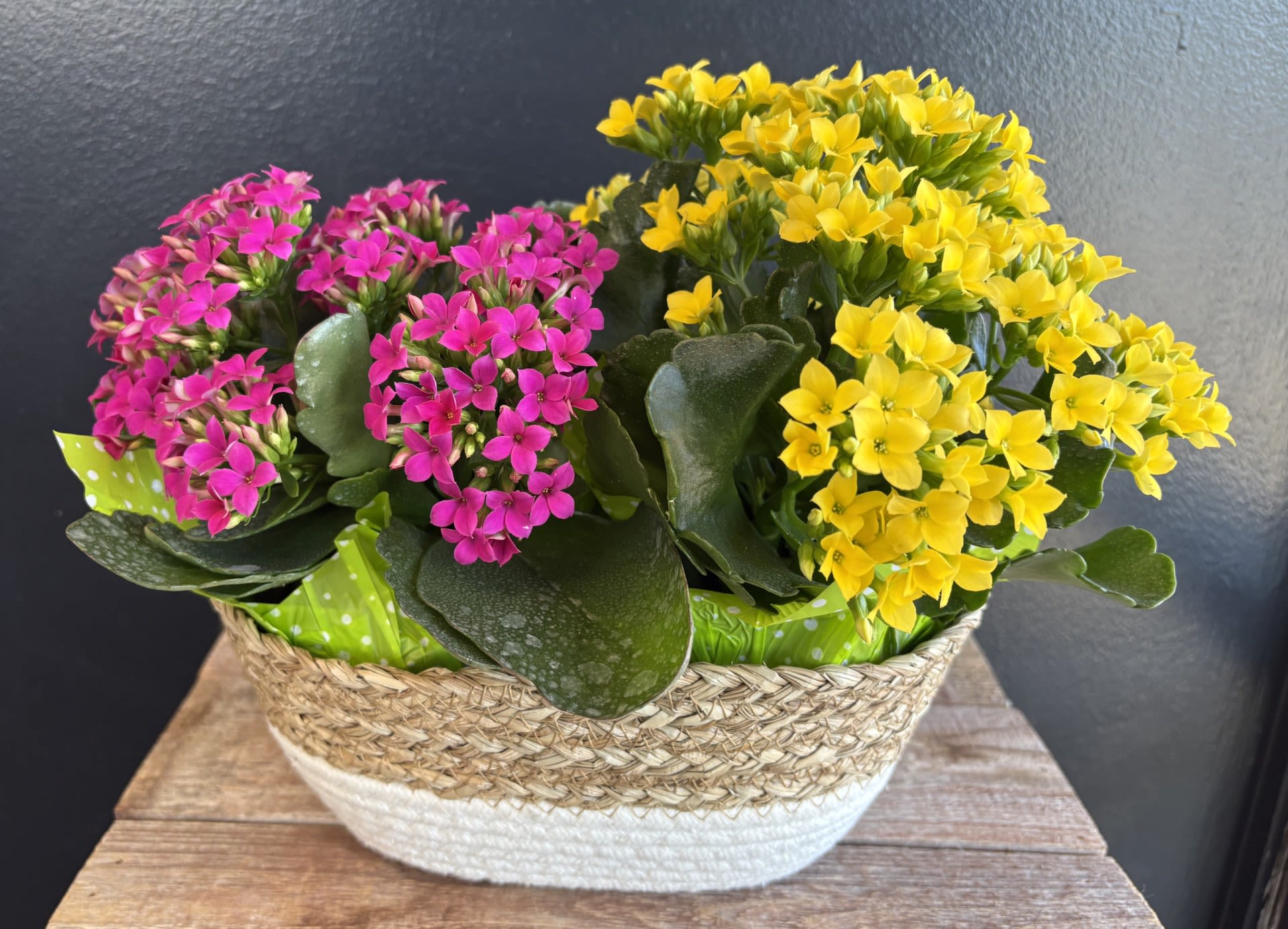 Kalanchoe Garden  - A Kalanchoe small garden is a compact, low‑maintenance planting space designed around the unique beauty of Kalanchoe succulents. It blends color, texture, and structure in a way that feels both modern and naturally calming.