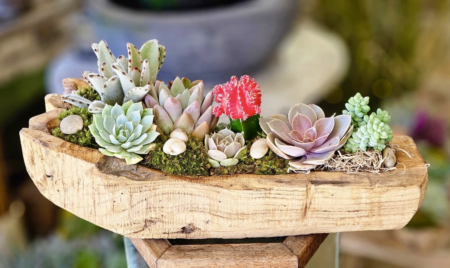 Natural Boat Succulents  - Assorted of Succulents in natural wood container.  Standard Size 16"L x 8"W x 8" H Deluxe Size 24"L x 9" W x 9" H