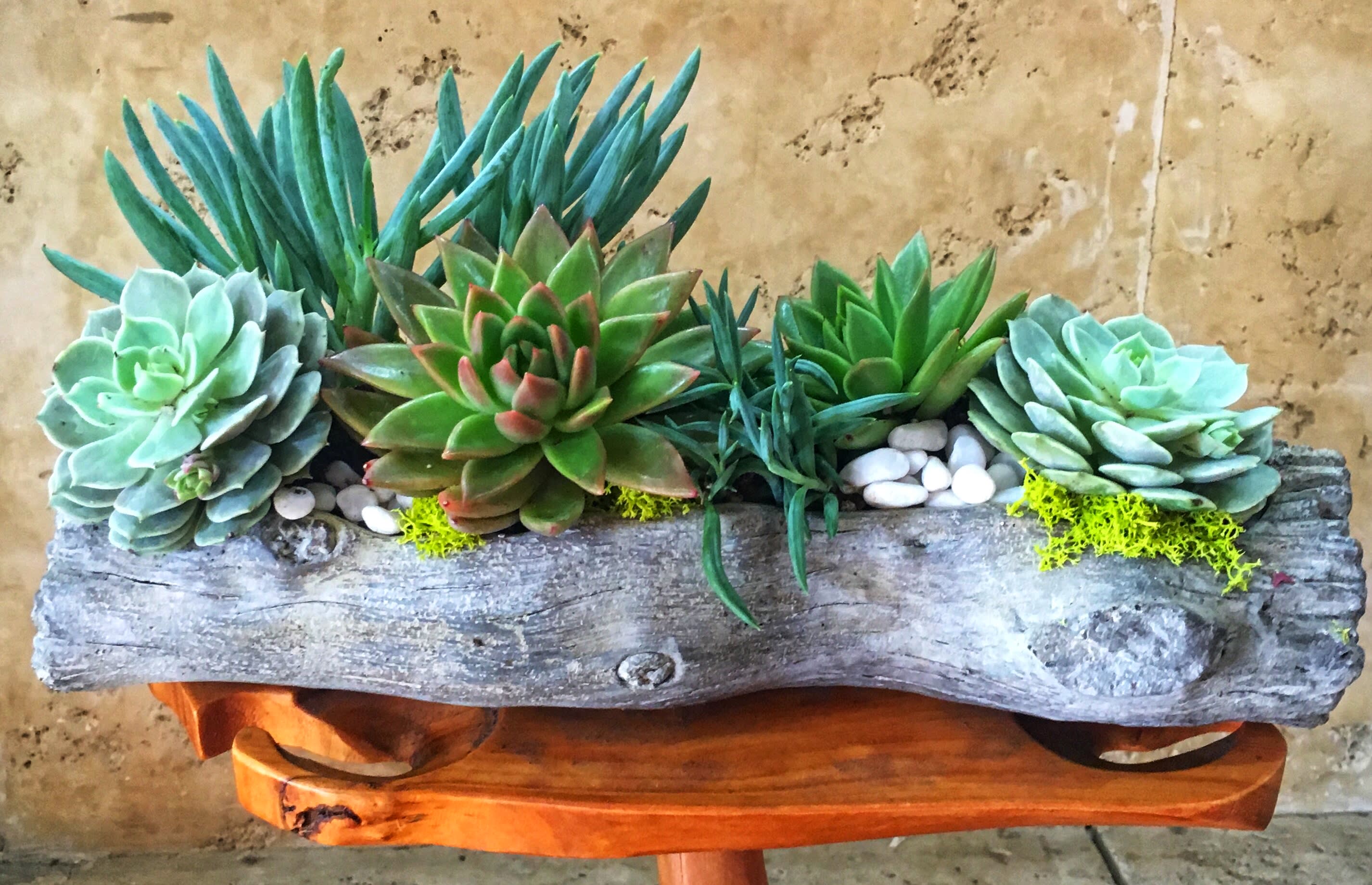 Sahara's Succulents - Six exquisite succulents with fresh moss and river rocks.