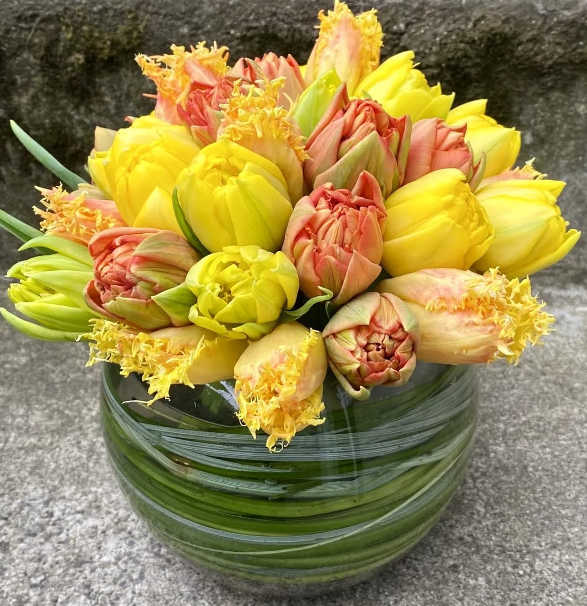 Large Tulip Bowl - Our Tulip Bowl is a refined celebration of spring, designed to highlight the beauty of premium seasonal tulips. Each arrangement features premium tulips, such as parrot, double, variegated and peony tulips, which are chosen for their richness of color and fanciful form. The result is an arrangement that feels intentional, balanced, and quietly luxurious. This piece reflects the elegance of a French garden — clean lines, harmonious color, and a sense of graceful order.   The tulips are presented in a clear glass bubble bowl that is lined with bear grass and a layer of pebbles or colored composition. Varieties will vary depending on what is in bloom making each Tulip Bowl a highlight of the richness of specialty tulips at their seasonal best.  If you have color preferences, please share a first and second choice at checkout, and we will do our best to accommodate your request. Deluxe and Premium are larger versions with even more fancy tulips to enjoy.  Why Customers Love This Arrangement   •  Features premium tulips in a structured, elegant design   •  Seasonal varieties of fancy tulips make every piece unique   •  A sophisticated choice for gifting or elevating your home   •  Perfect for Mother’s Day, birthdays, get well, thank you and Administrative Professionals’ Week   •  Crafted with care by a REAL Seattle florist  Approximate Dimensions   •  Standard:  6.5" wide × by 9" tall   •  Premium: 10" wide by 10" tall   