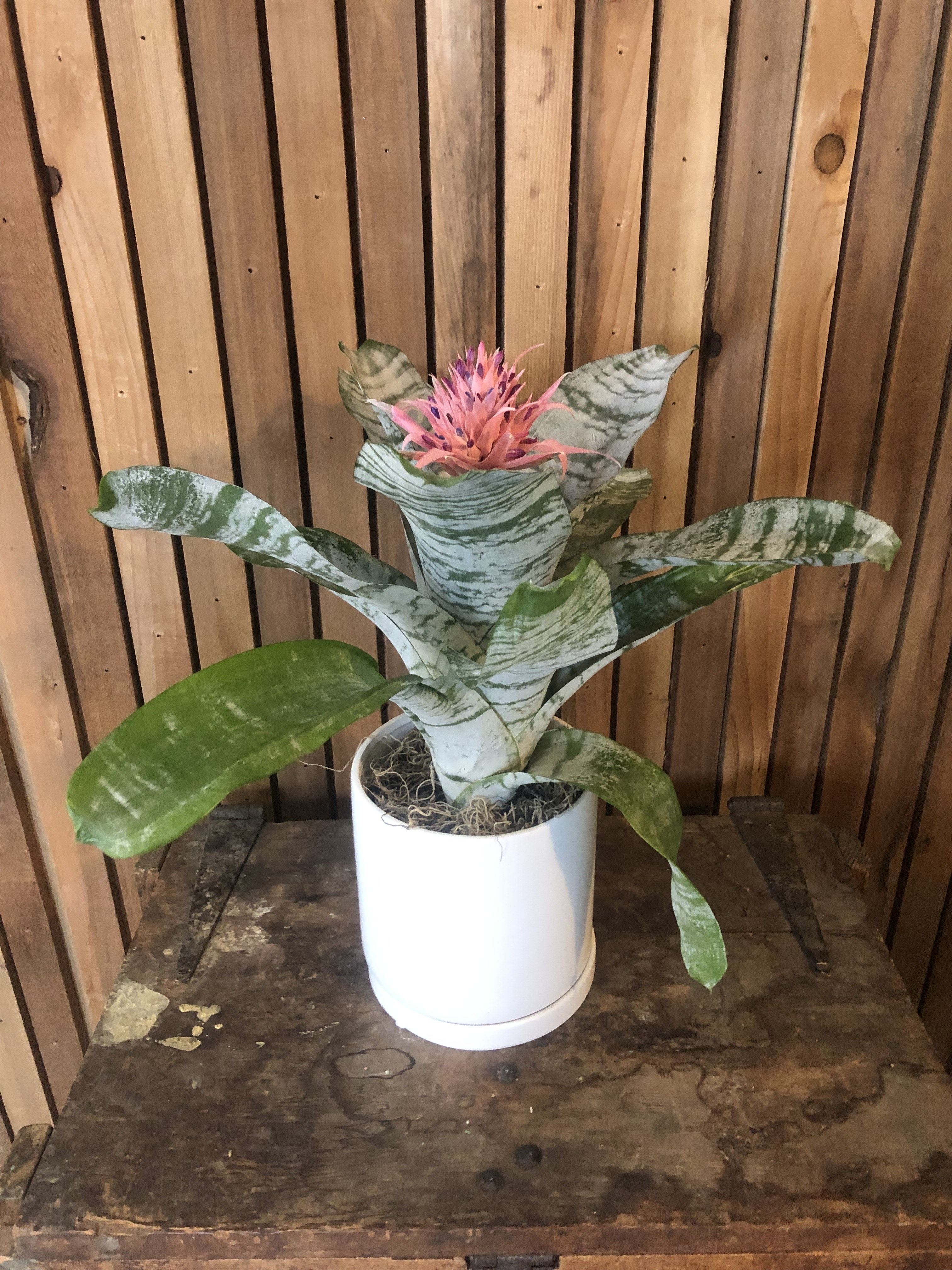 Bromilliad - Large plant very easy to take care of and is well established. 