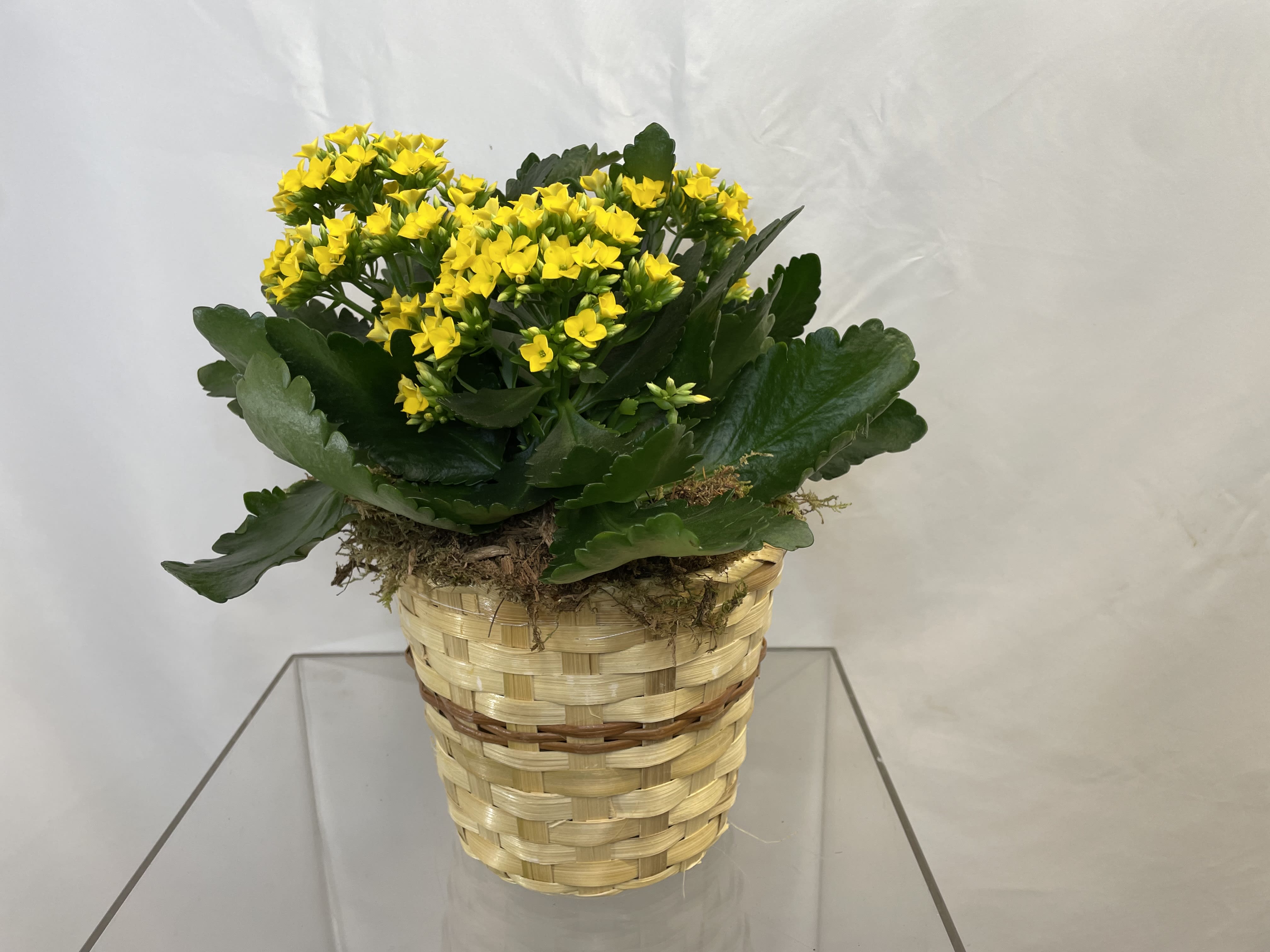 Kalanchoe plant in Wicker *LOCAL DELIVERY ONLY* - A beautiful long lasting indoor Kalanchoe plant is great for an office or home. It's a nice way to say thank you or just thinking of you! Make someone smile with this bright happy plant.