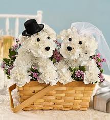 You had me at Woof! - Unleash the bride and groom's smiles with a pair of gifts as perfect together as they are. Our truly original a-DOG-able canine couple is crafted by hand using fresh carnations and embellished with a top hat, tie, ribbon and rhinestone pin "rings." This makes a terrific combination for pet lover weddings, showers, or anniversaries.  Hand-designed a-DOG-able arrangement of fresh white carnations, waxflower and variegated pittosporum Crafted by our florists in the shape of two adorable dogs, complete with eyes, noses, white ribbon, a top hat and tie for the "groom" and rhinestone pins for the wedding rings Artistically designed by our select florists in a splitwood handled basket with liner; basket measures 9.5"L Arrangement measures approximately 11"H x 13"L Our florists select the freshest flowers available so floral colors and varieties may vary