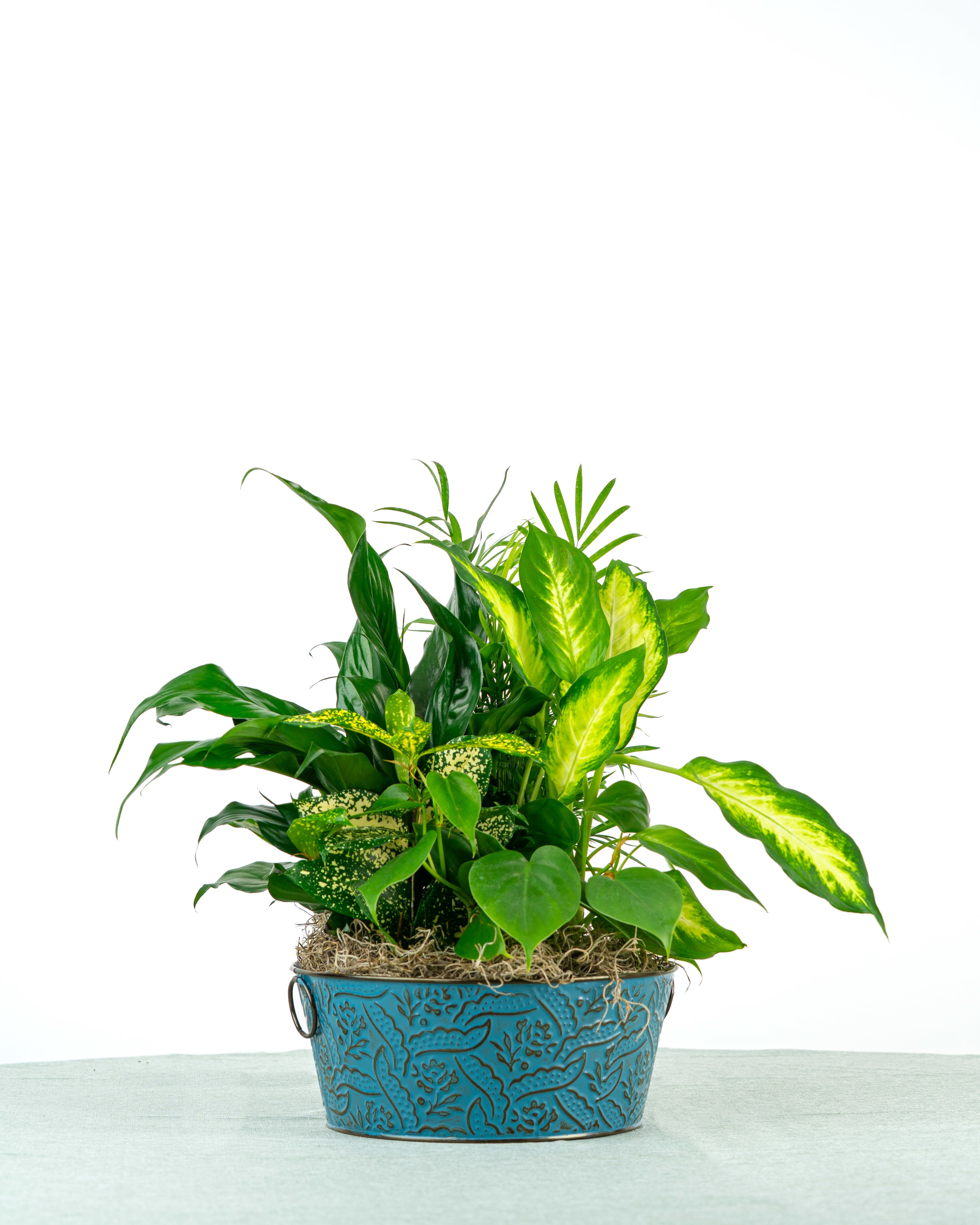 Our Colin Dish Garden - This garden mix combines rich greenery with variegated plants for texture variety. Our Colin Dish Garden is perfect for adding comfort and calm to any space. Specific plant varieties and containers are subject to change based on weekly supplier availability.