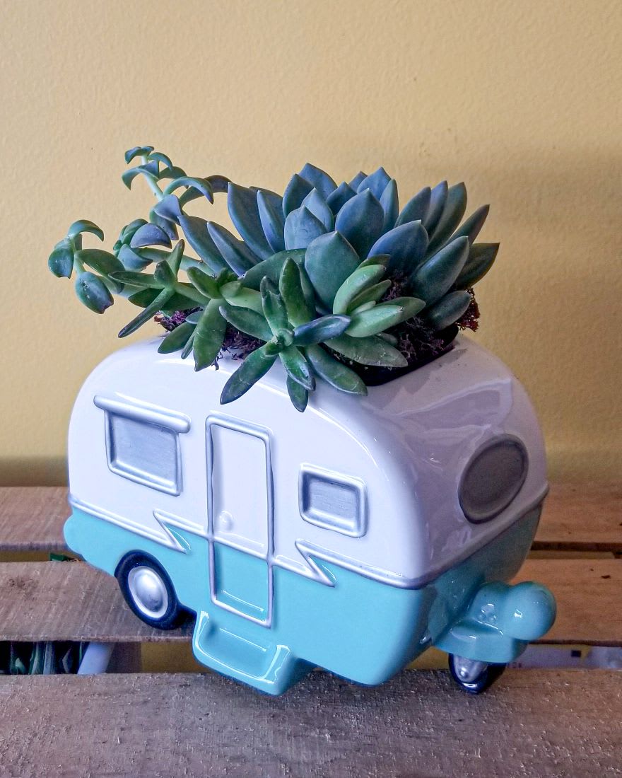 Cool Camper Succulent Garden - This living gift features a variegated sanseveria, a large green echeveria succulent, and a green sedum succulent. Delivered in a Retro Road Tripper Camper. Approximately 9 1/2" W x 11 1/2" H