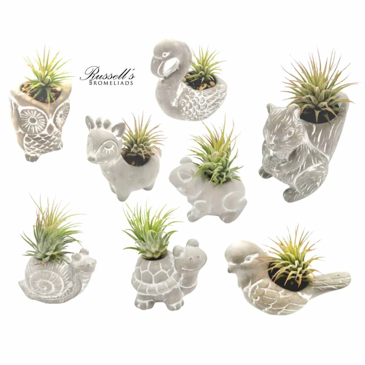 Russell's Bromeliads- Mix &amp; Match animals - This adorable assortment features a variety of animal-shaped planters including snails, turtles, frogs, squirrels, llamas, swans, doves, and owls. Crafted out of cement with a charming, textured finish, each planter comes nestled with a low-maintenance air plant.  Weight: 0.34 oz (9.64 g)  Dimensions: 2 x 2.8 x 4 in (5.1 x 7.1 x 10.2 cm)