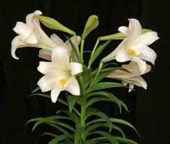 EASTER LILY PLANT - When you are not sure what to send for Easter, this plant will be the perfect choice.