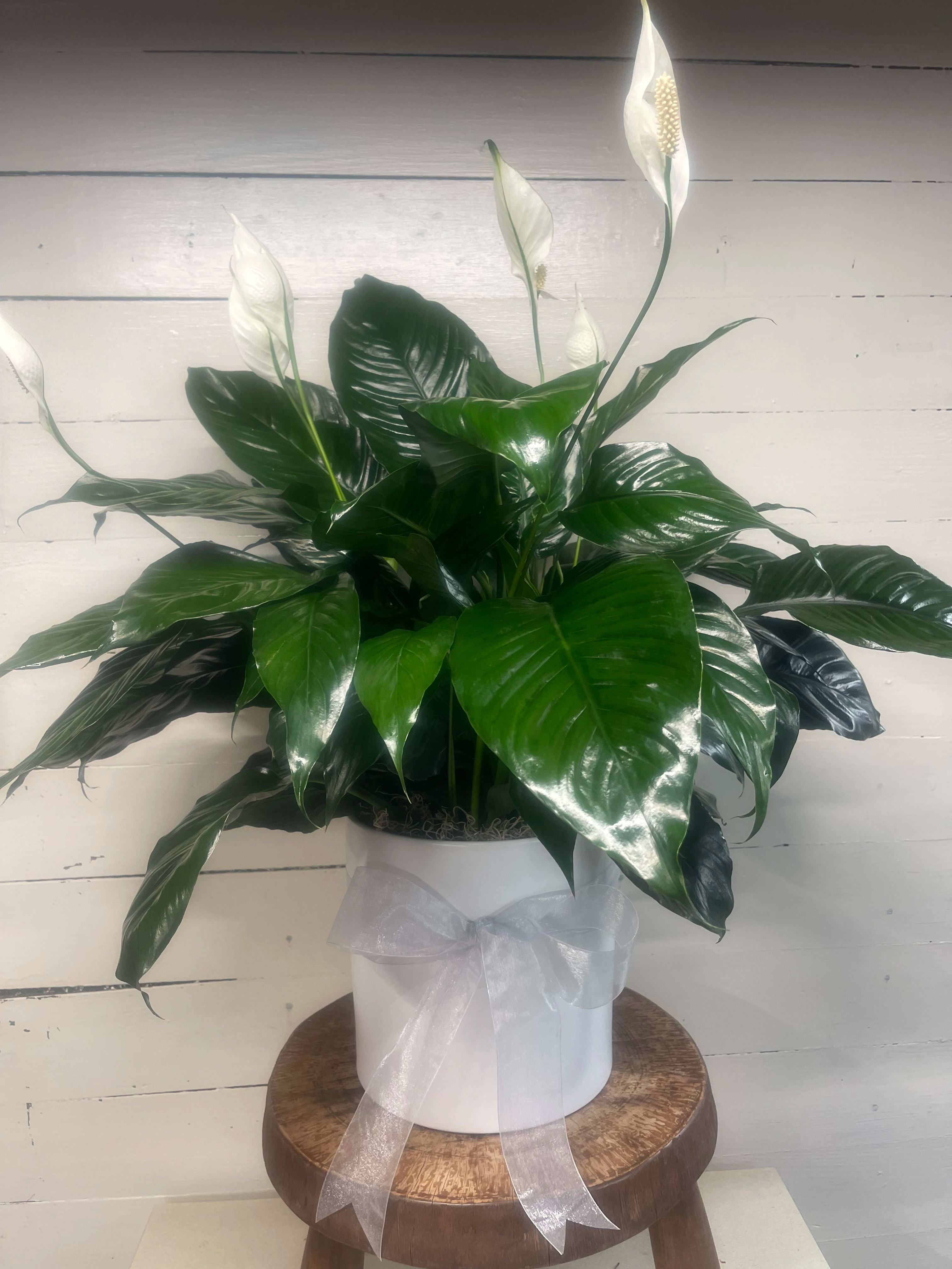 Peace Lily (Spathiphyllum) Plant in White Planter - Send your condolences with this large Spathiphyllum plant in a sleek white ceramic planter. APPROXIMATE DIMENSIONS: 36" H