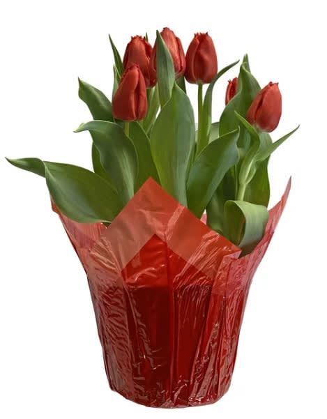 Blooming Tulip Bulbs - A 6in potted blooming tulip - a perfect gift for yourself or someone else! Bulbs can be preserved or re-planted after the flower completes blooming 