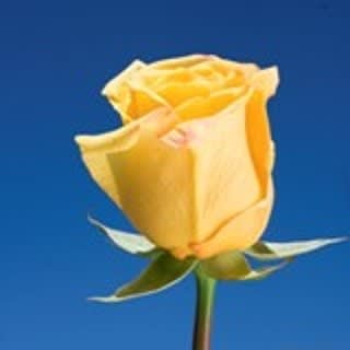 Bulk/Wrapped Yellow Roses - Bulk Roses