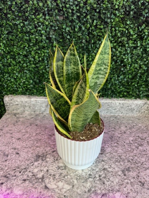 6" Snake plant  - Beautiful plant! 
