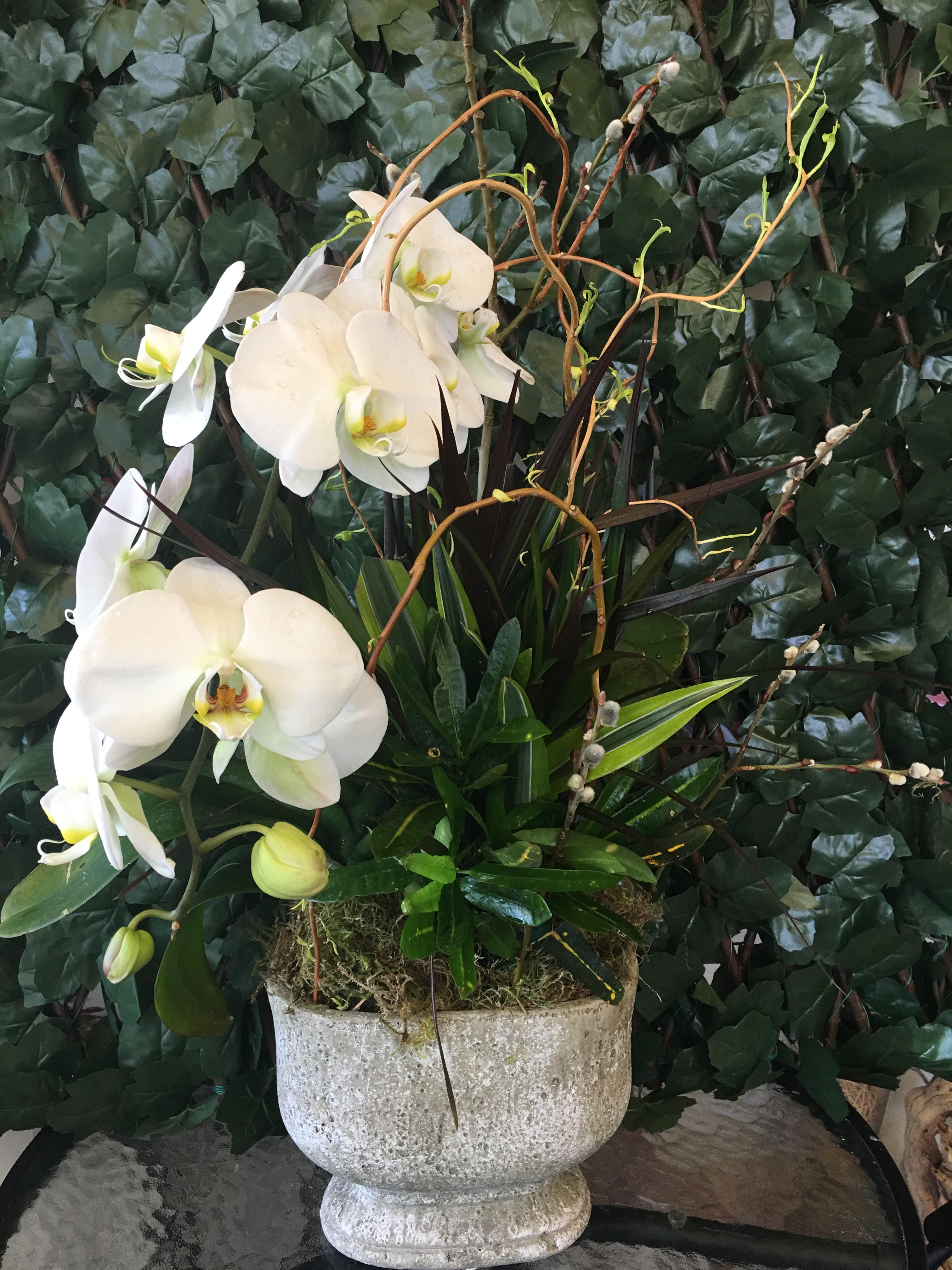 White Orchid Garden - White orchids arranged with plants using either stone or ceramic vase.