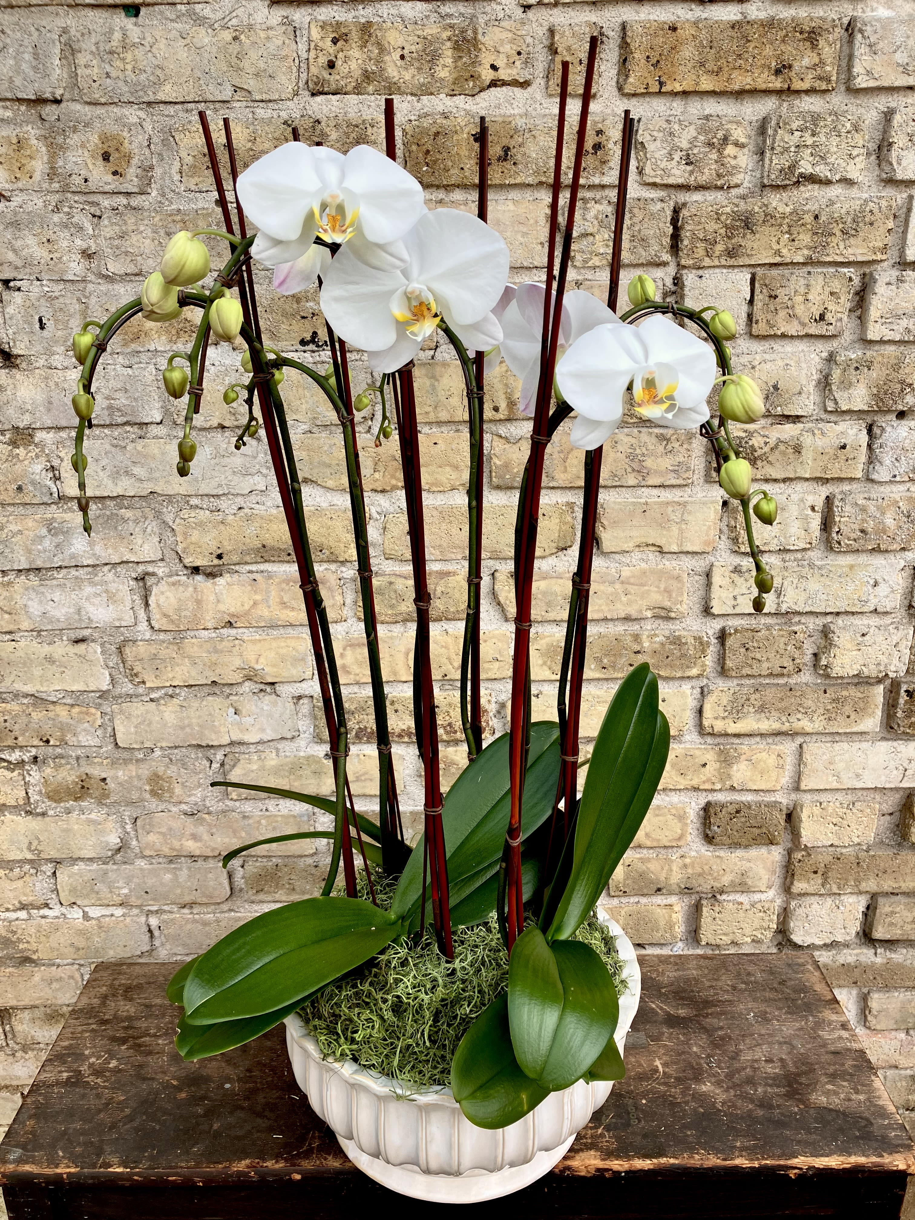 Joyful - Three Beautiful Double White Phalaenopsis Plants In Round White Ceramic Container.  Accented with Decorative Branches and and Spanish Moss.  A Beautiful Large Display.
