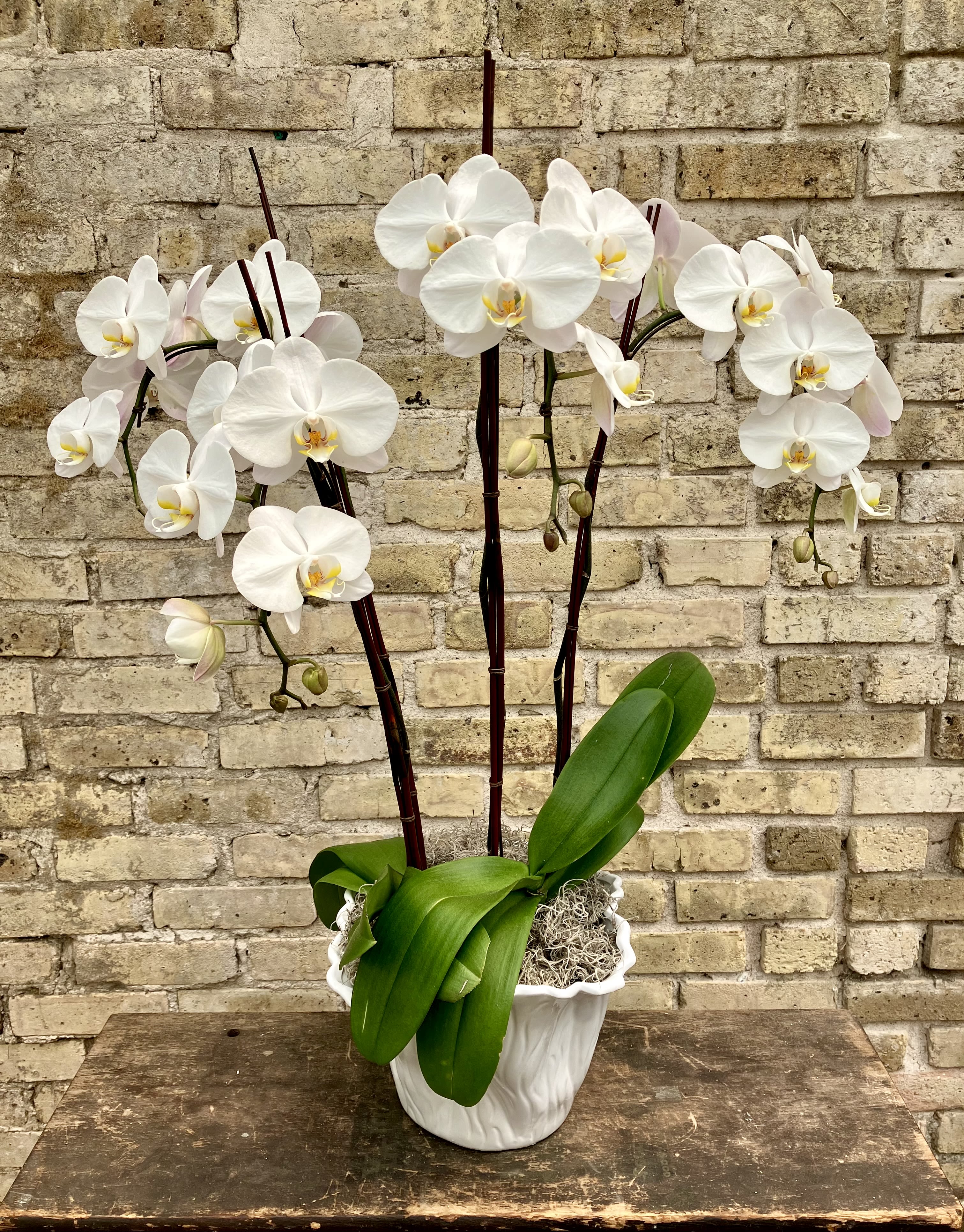 Lux Orchid - Two White Phalaenopsis Orchid Plants Set Into a White Ceramic Container with Spanish Moss and Decorative Branches. A Nice Addition to Your Home or a Great Gift.