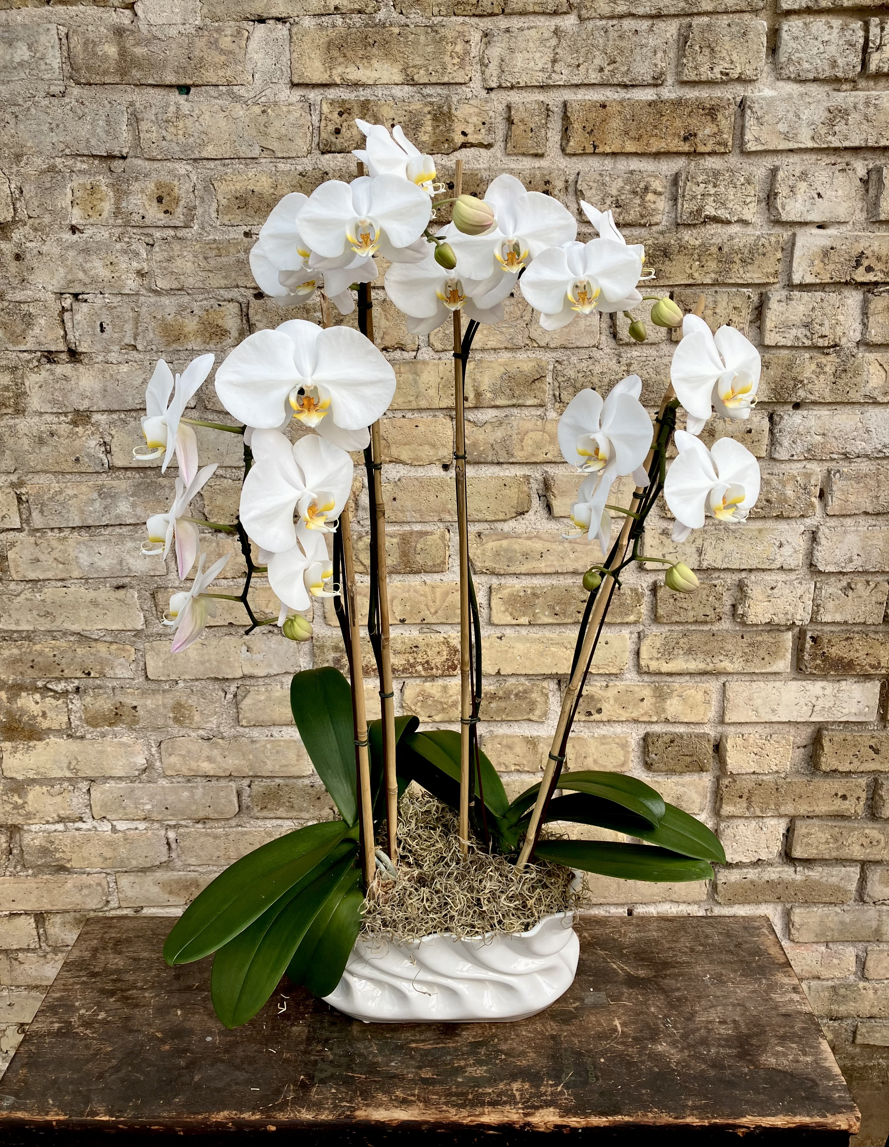 The Wave - Beautiful Display of Two White Phalaenopsis Orchid Plants  Set Into a Wave Style Ceramic Container. Accented With  Decorative Branches and Spanish Moss.