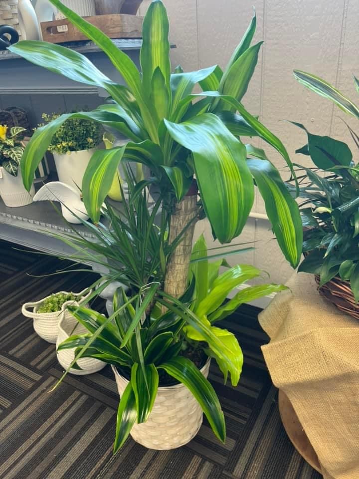 8" Combo  - Perfect plant for any occasion! 